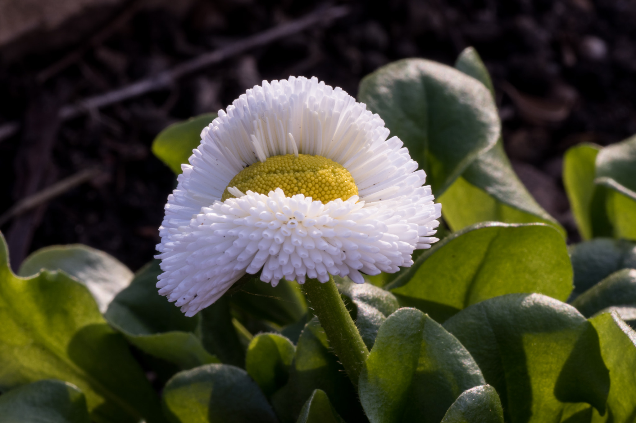 Canon EOS 80D + Tamron SP AF 90mm F2.8 Di Macro sample photo. Unknown flower photography