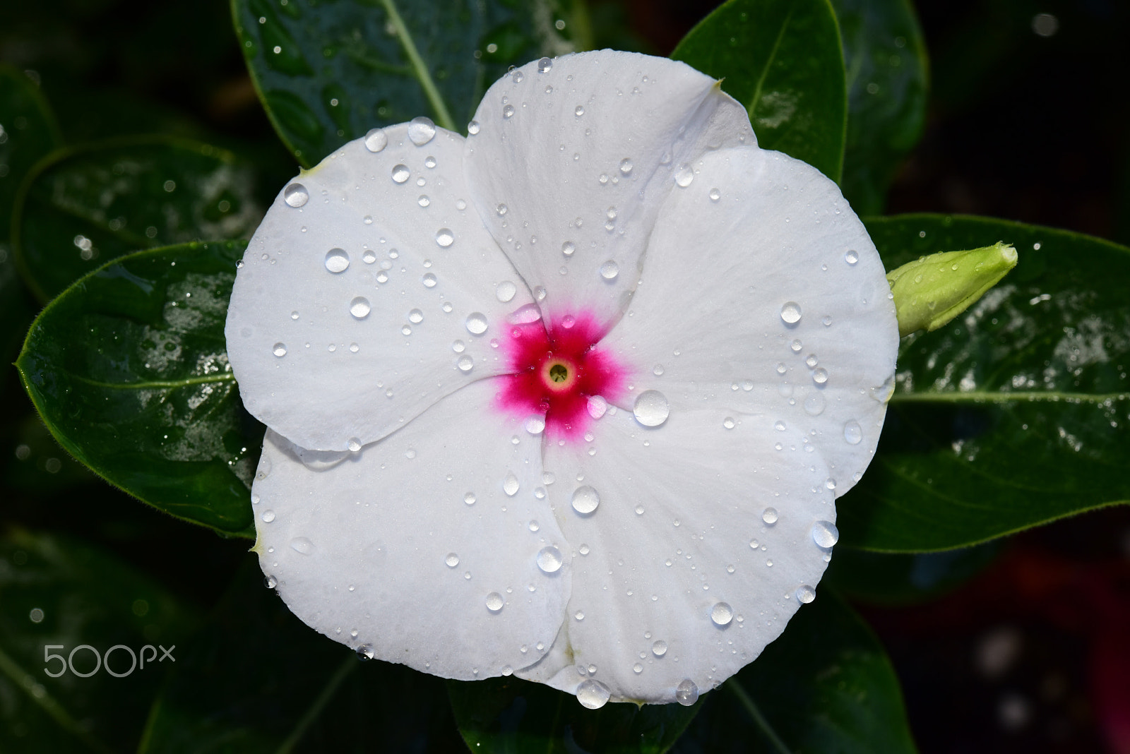 Nikon AF-S Micro-Nikkor 60mm F2.8G ED sample photo. Vinca photography