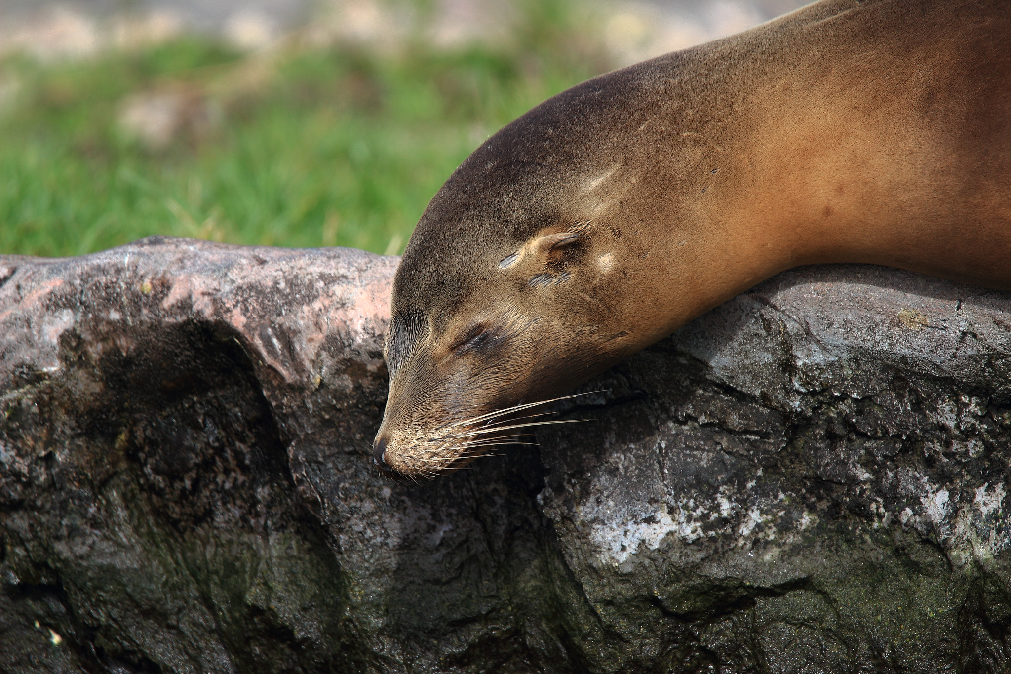 Tamron SP 150-600mm F5-6.3 Di VC USD sample photo. Img photography