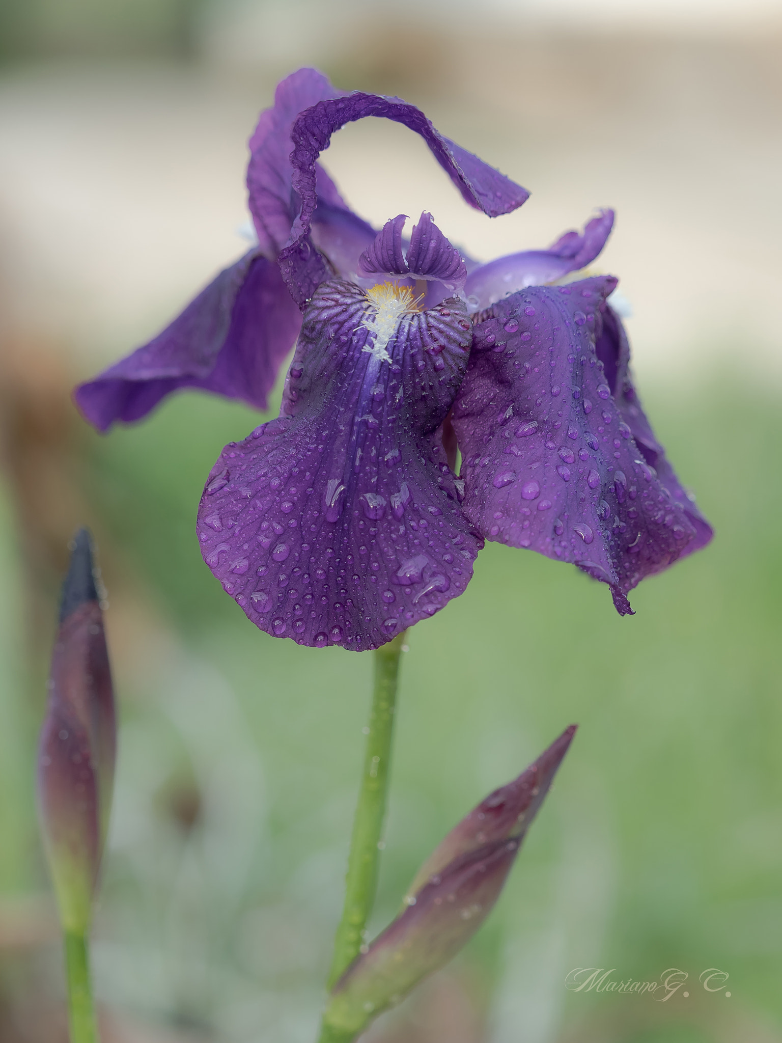 Olympus M.Zuiko Digital ED 40-150mm F2.8 Pro sample photo. Iris germanica photography