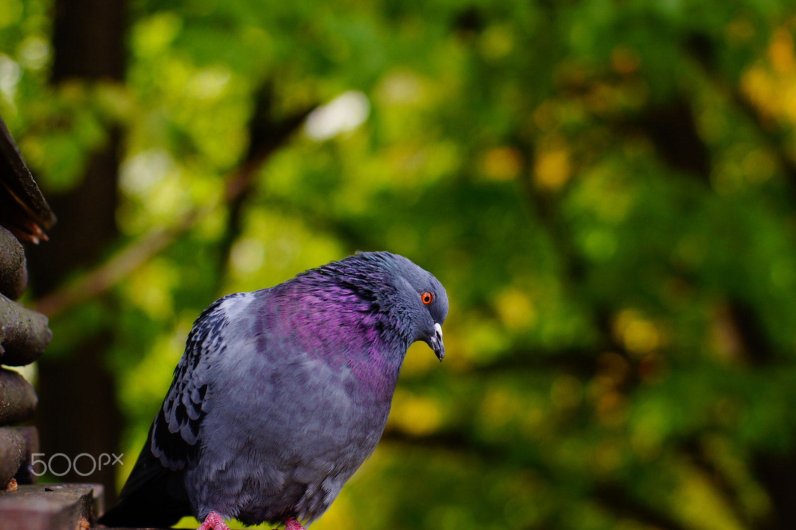 Sony SLT-A65 (SLT-A65V) sample photo. Gray dove against the background of green tree branches, the head is tilted to the side. photography