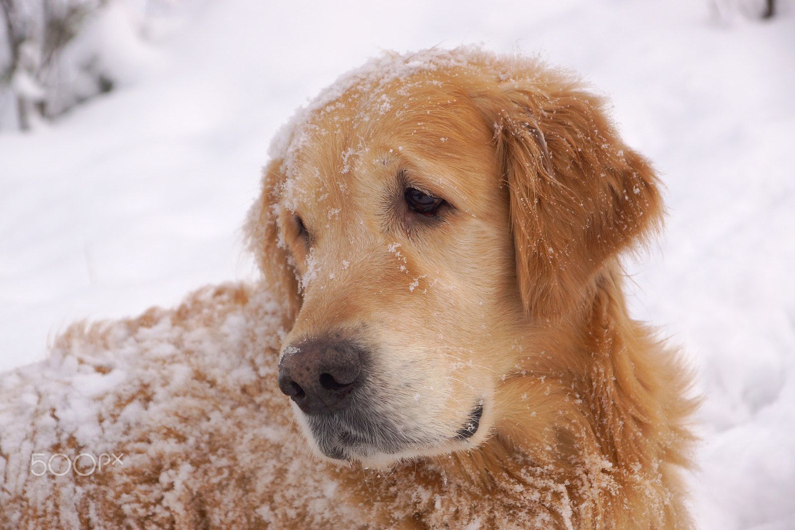 Sony SLT-A65 (SLT-A65V) sample photo. The dog breeds a golden retriever looking back, lying around and playing in white snow photography