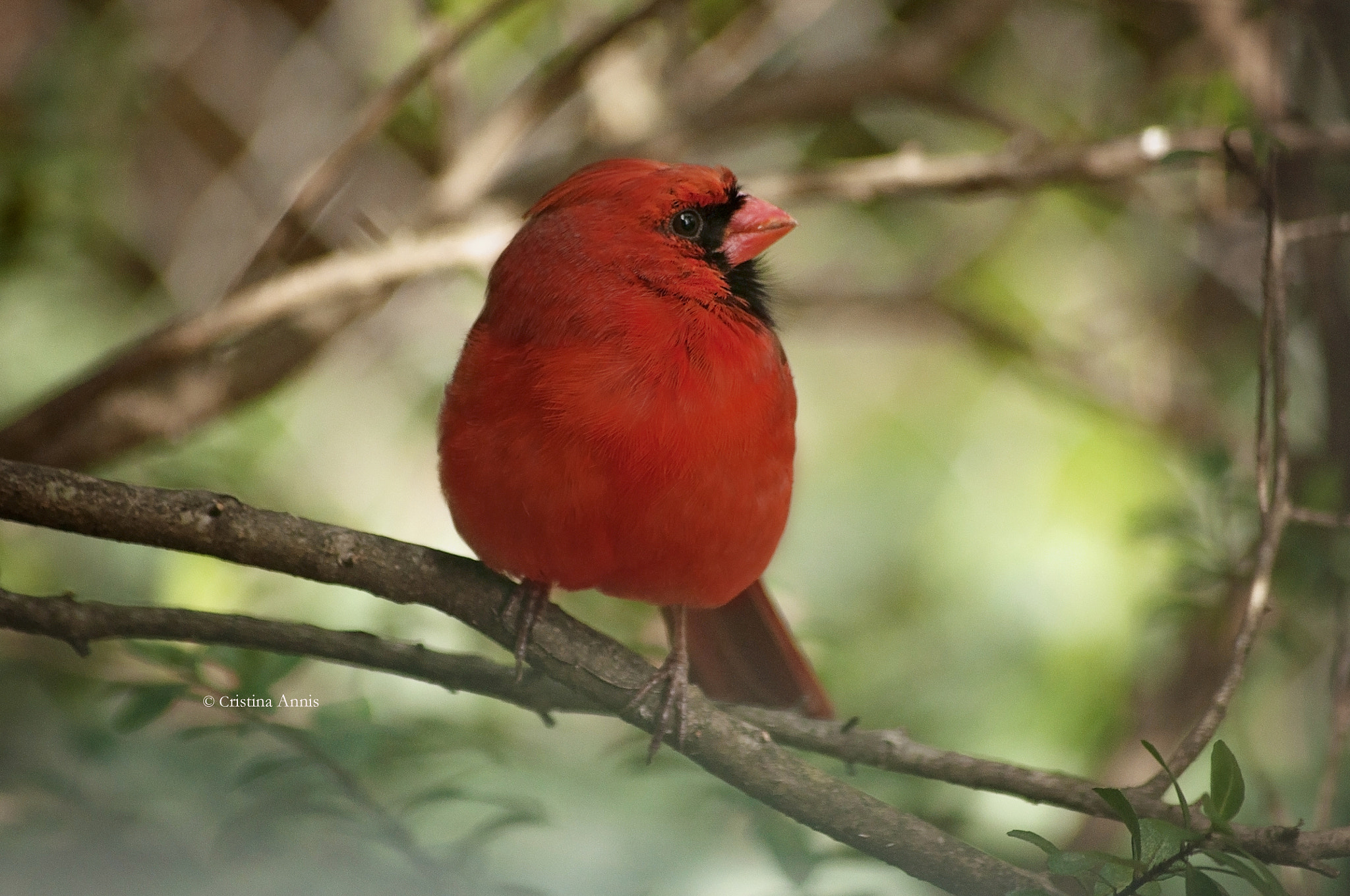 Sigma 70-300mm F4-5.6 APO DG Macro sample photo. Red photography