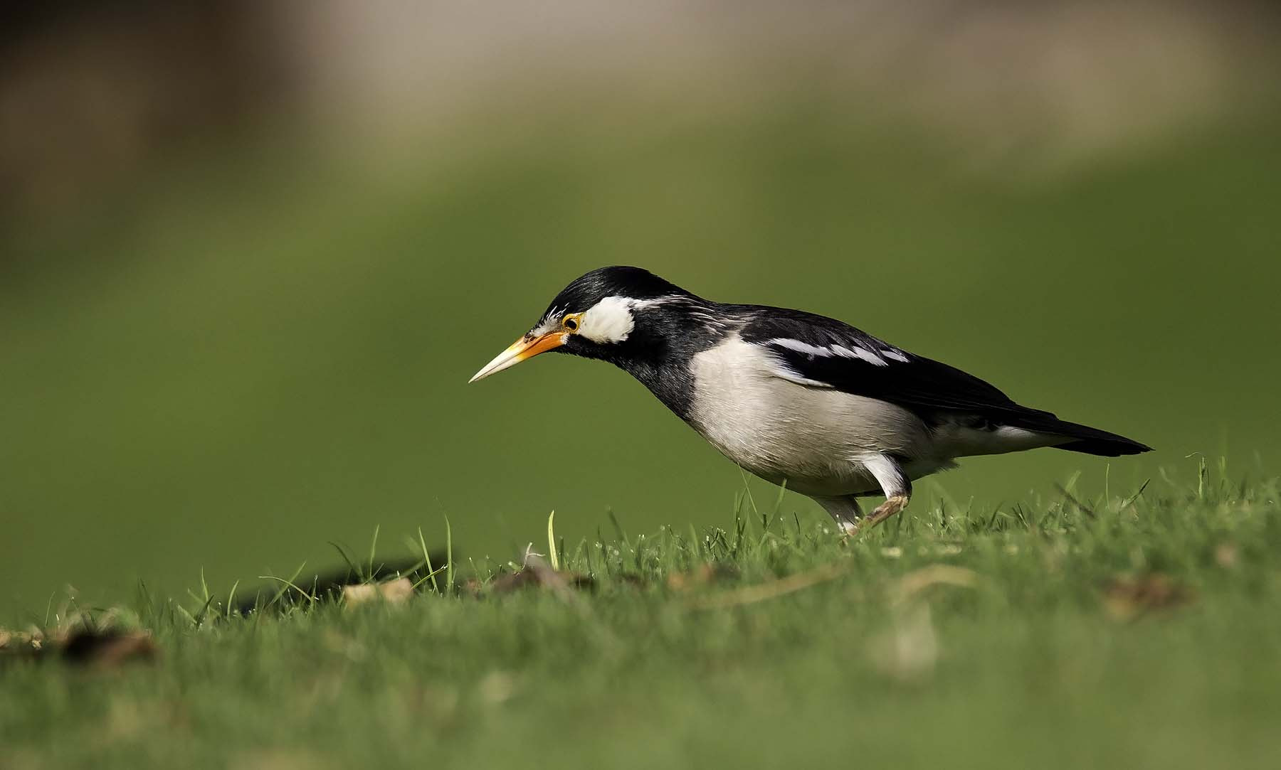 Canon EOS 550D (EOS Rebel T2i / EOS Kiss X4) sample photo. Pied myna photography