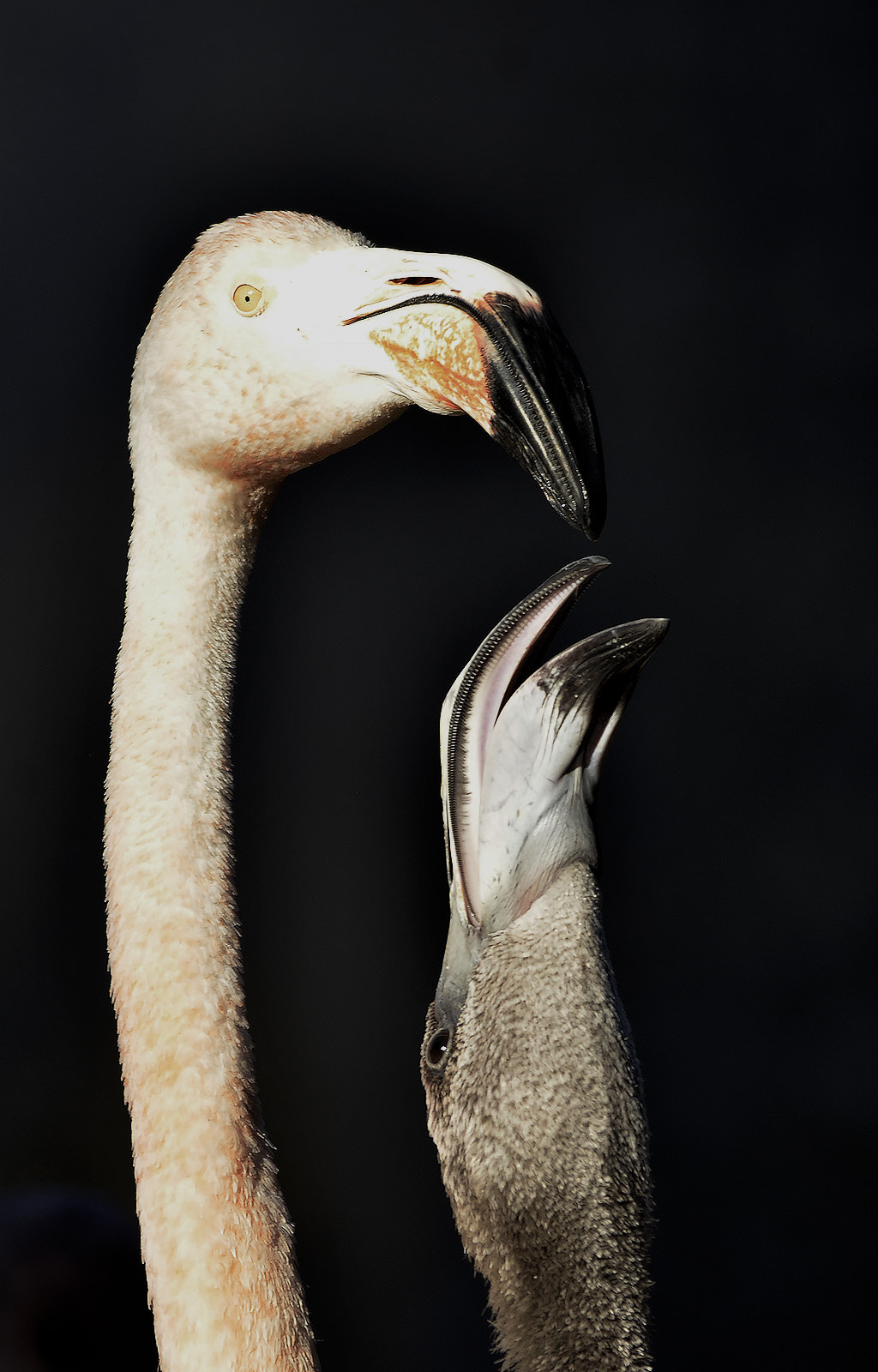 Sigma 150-500mm F5-6.3 DG OS HSM sample photo. Flamingos photography