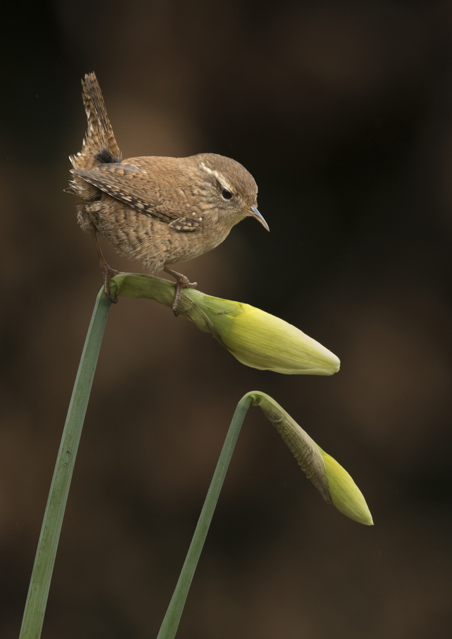 Canon EOS 7D Mark II + Canon EF 300mm F2.8L IS USM sample photo. Spring wren photography