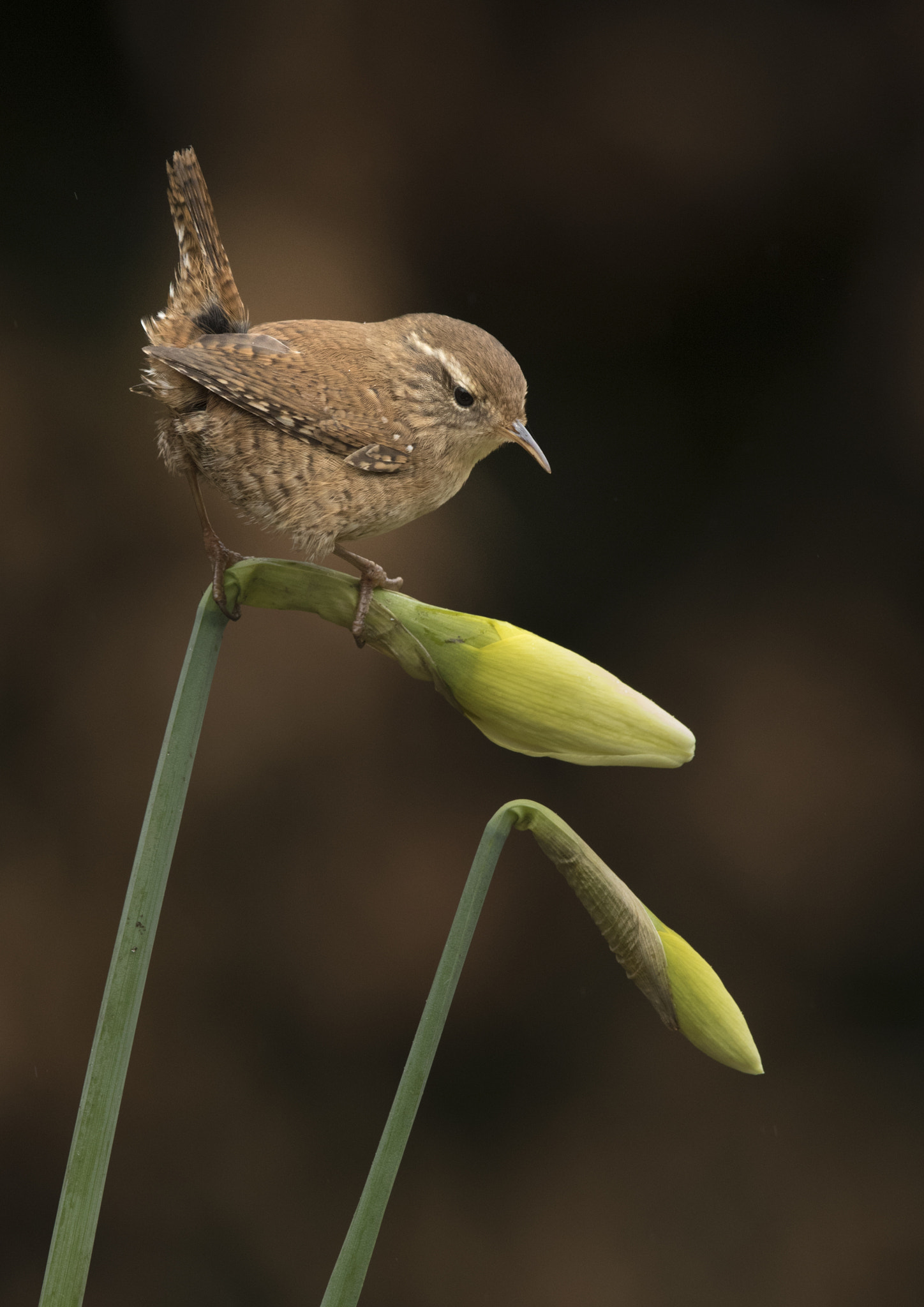 Canon EF 300mm F2.8L IS USM sample photo. Spring wren photography