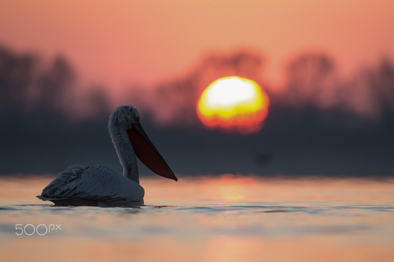 Canon EOS-1D X + Canon EF 500mm F4L IS USM sample photo. Romatic on the pelican lake. photography