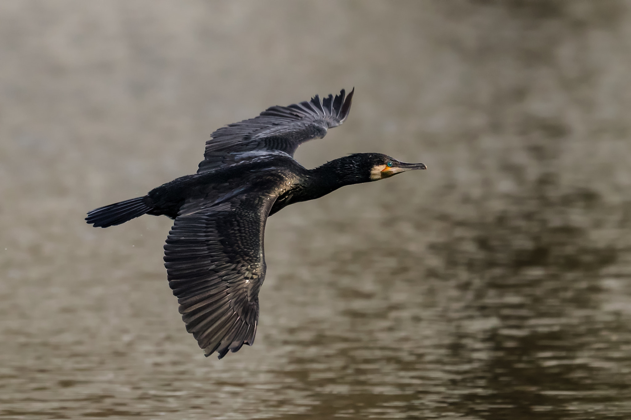 Canon EOS-1D X Mark II + Canon EF 400mm F2.8L IS II USM sample photo. Cormoran... photography