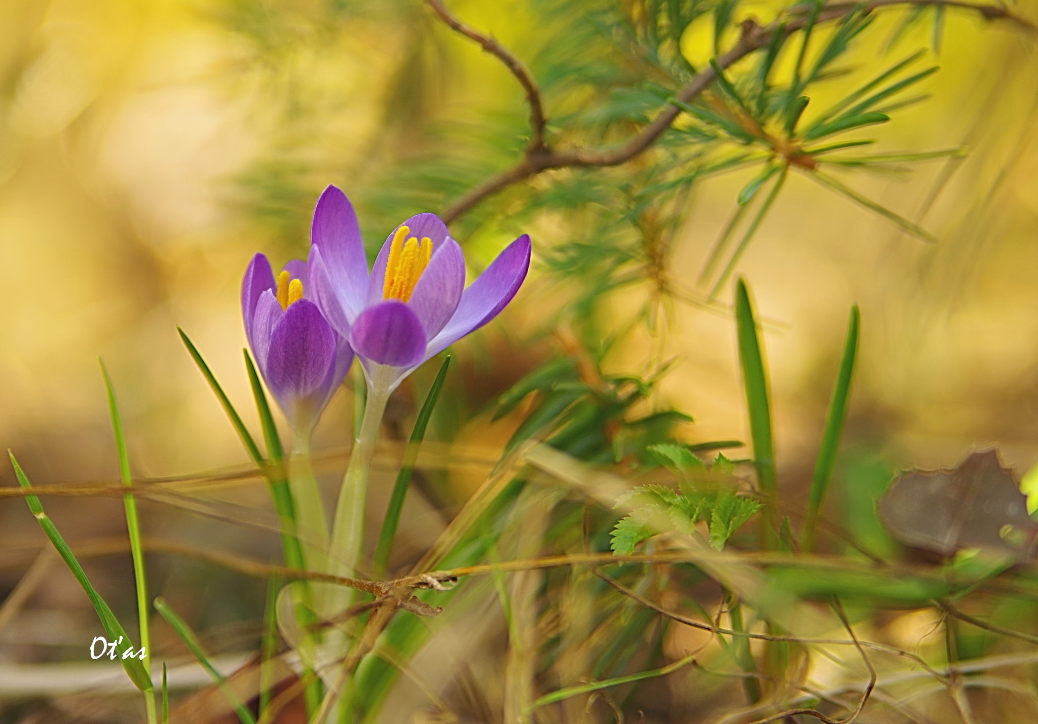 Pentax K-1 sample photo. Crocus photography