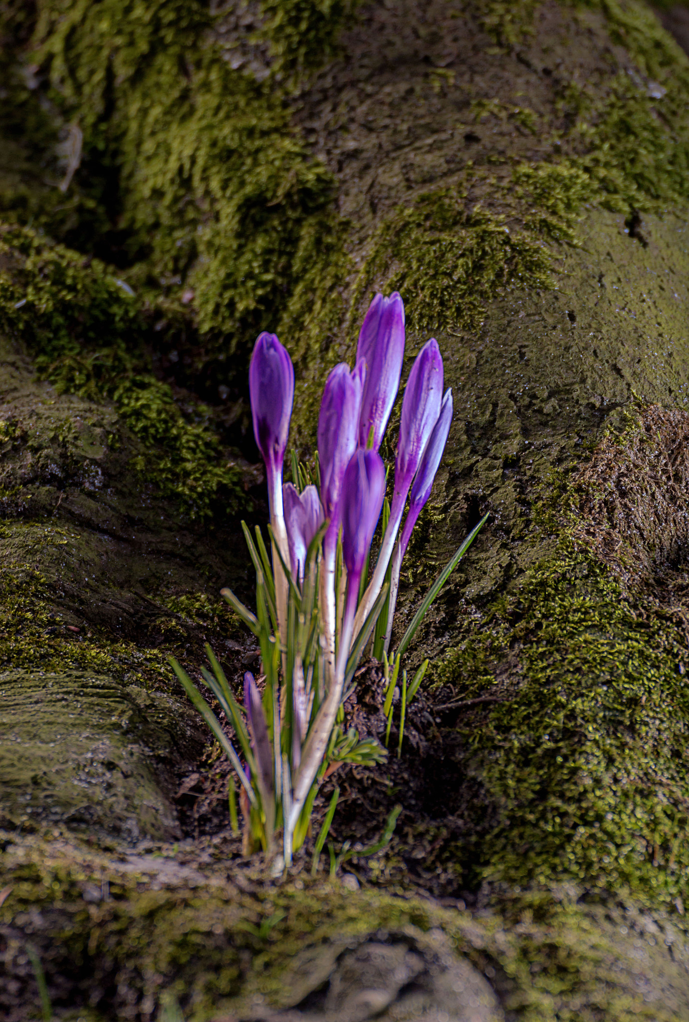 Canon EOS 70D + Tamron SP 35mm F1.8 Di VC USD sample photo. Krokus auf wurzel photography