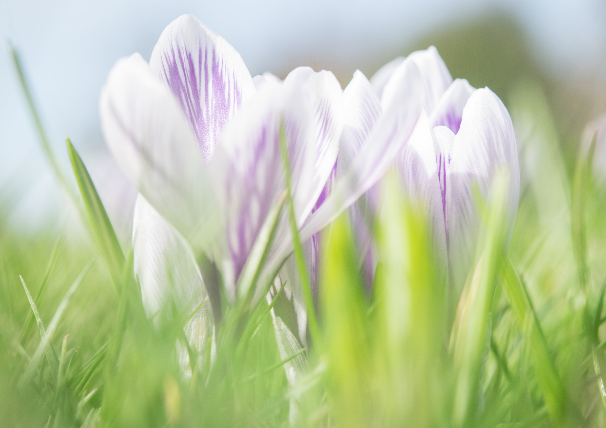 Nikon AF-S Micro-Nikkor 60mm F2.8G ED sample photo. Cocuses photography