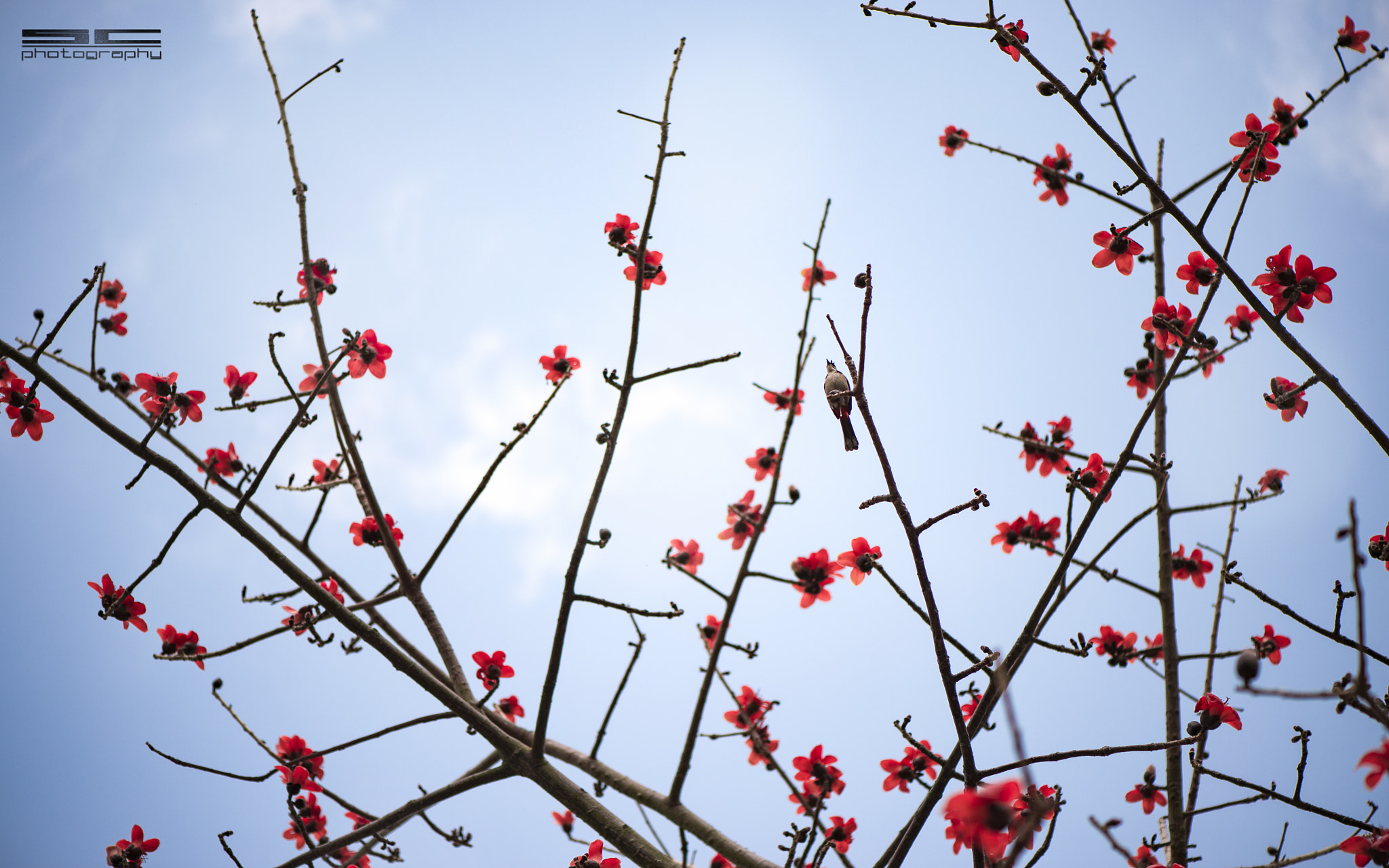 Nikon AF-S Micro-Nikkor 105mm F2.8G IF-ED VR sample photo. Skt photography
