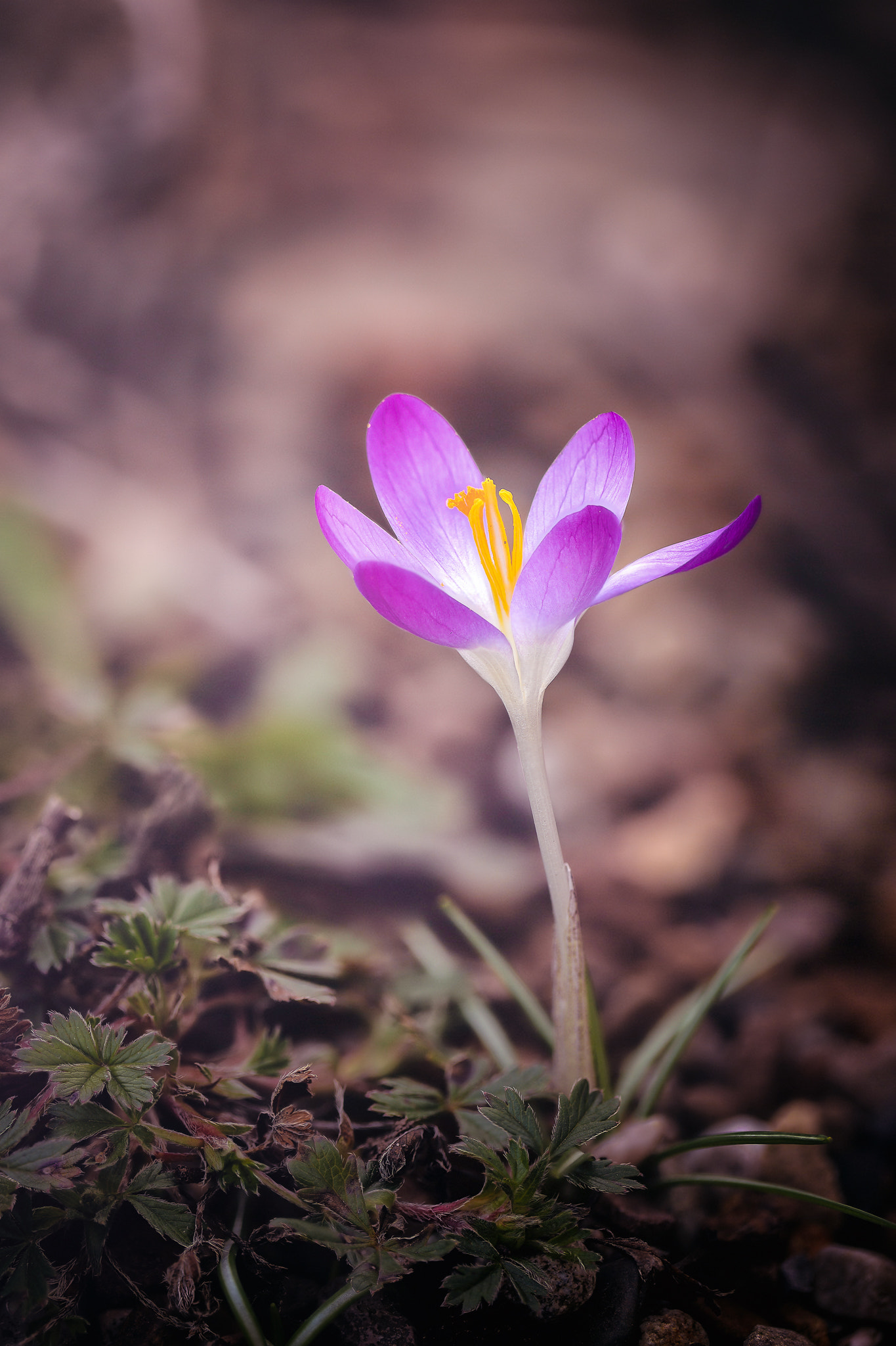 Canon EF 100mm F2.8L Macro IS USM sample photo. ~gleaming crocus~ photography