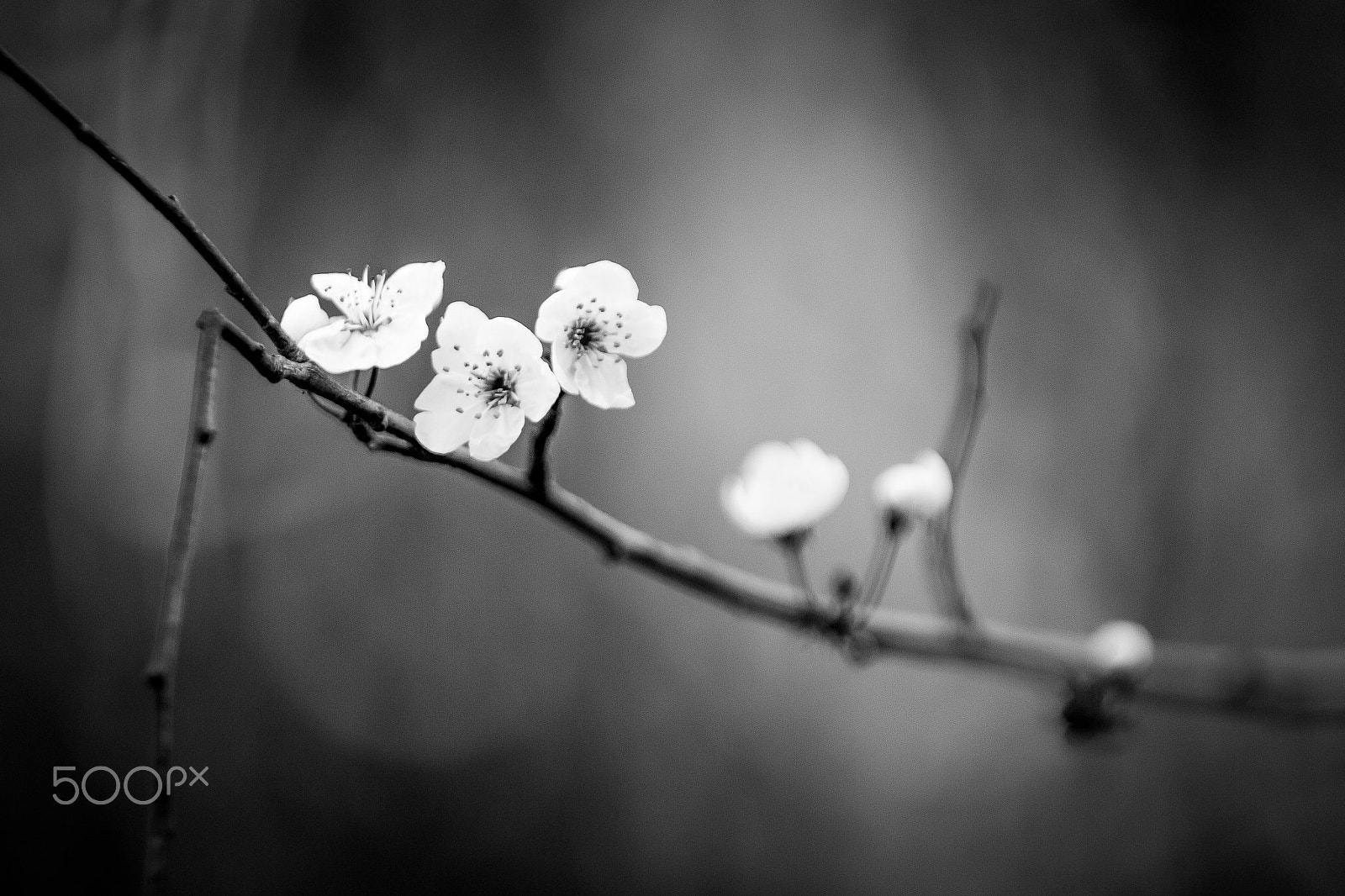 Canon EF 70-200mm F2.8L IS USM sample photo. Flower... photography