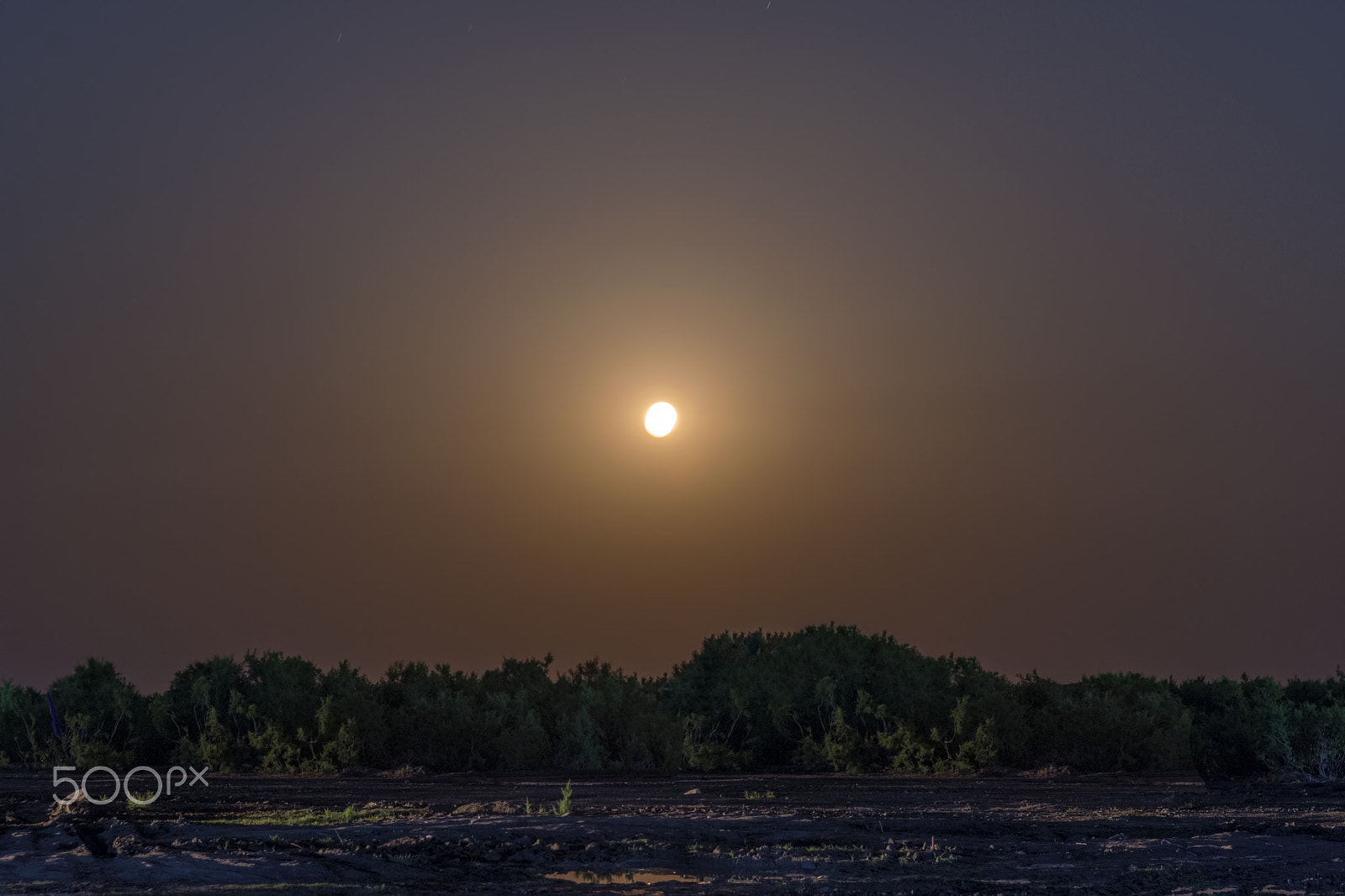 Nikon D7200 sample photo. Full moon in forest photography