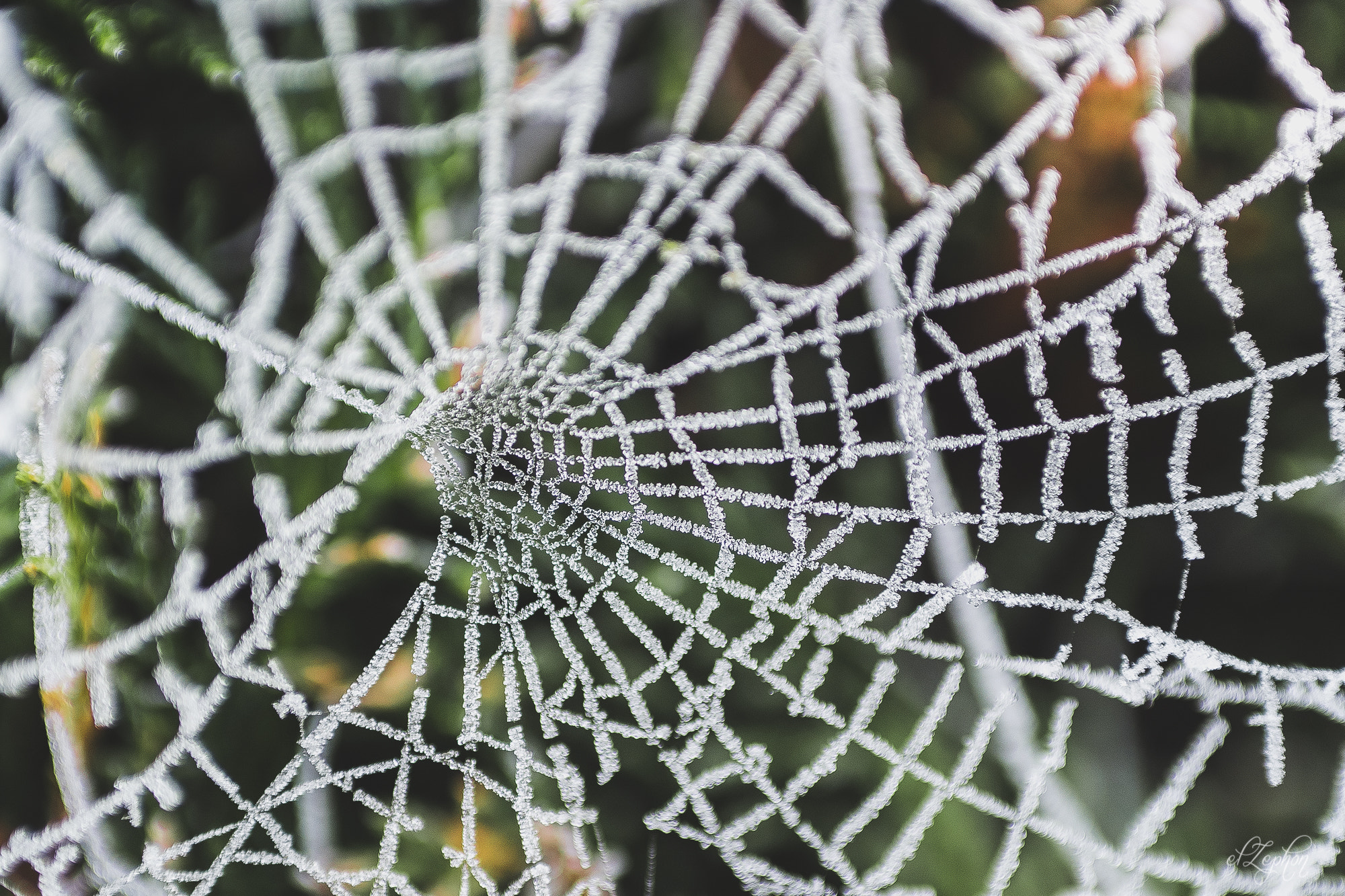 Olympus OM-D E-M5 II + Olympus M.Zuiko Digital 45mm F1.8 sample photo. Ice web photography
