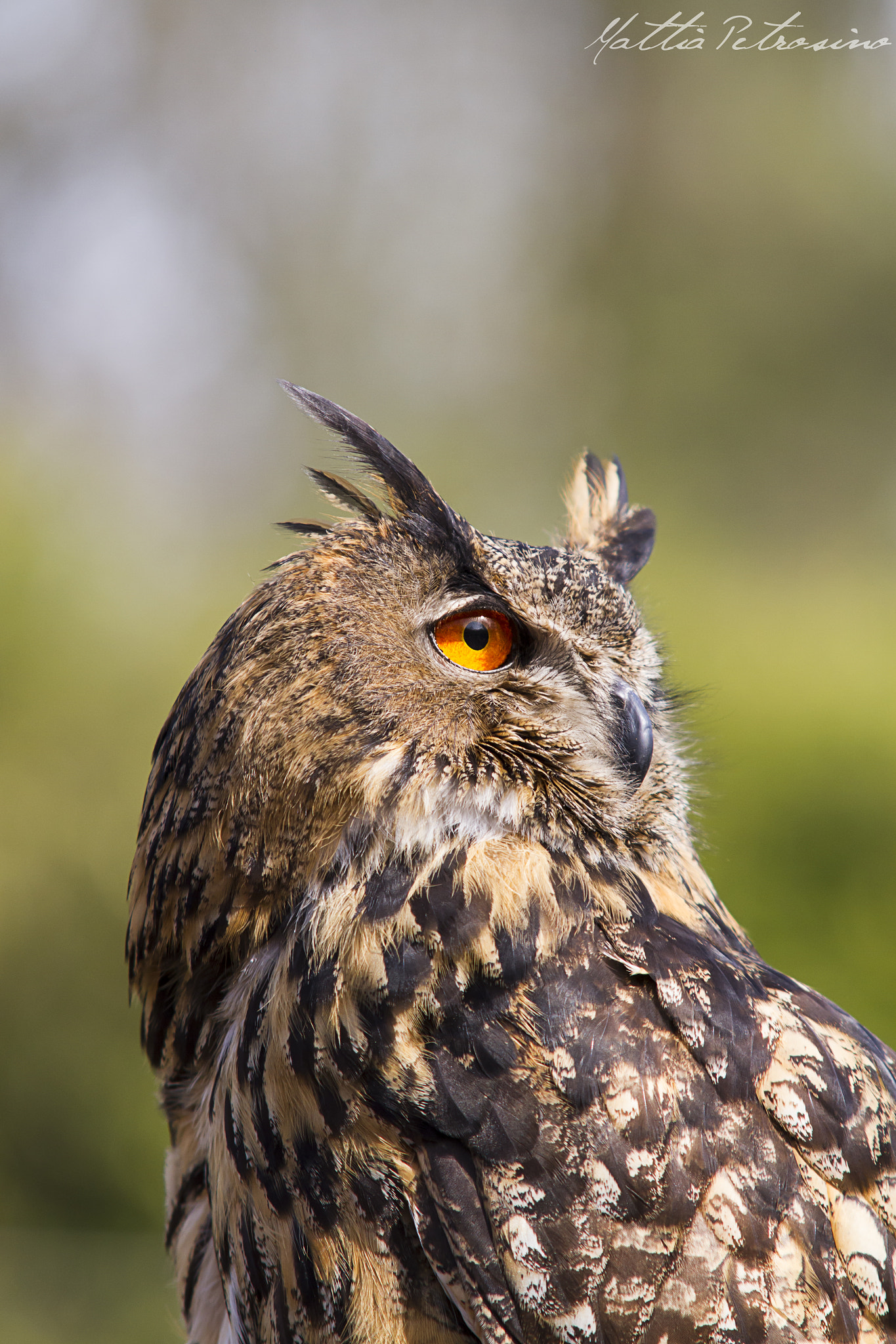 Sigma 70-200mm F2.8 EX DG OS HSM sample photo. Bubo bubo - gufo reale photography