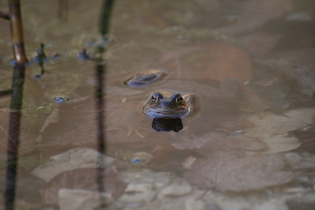 Sigma 70-300mm F4-5.6 APO DG Macro sample photo