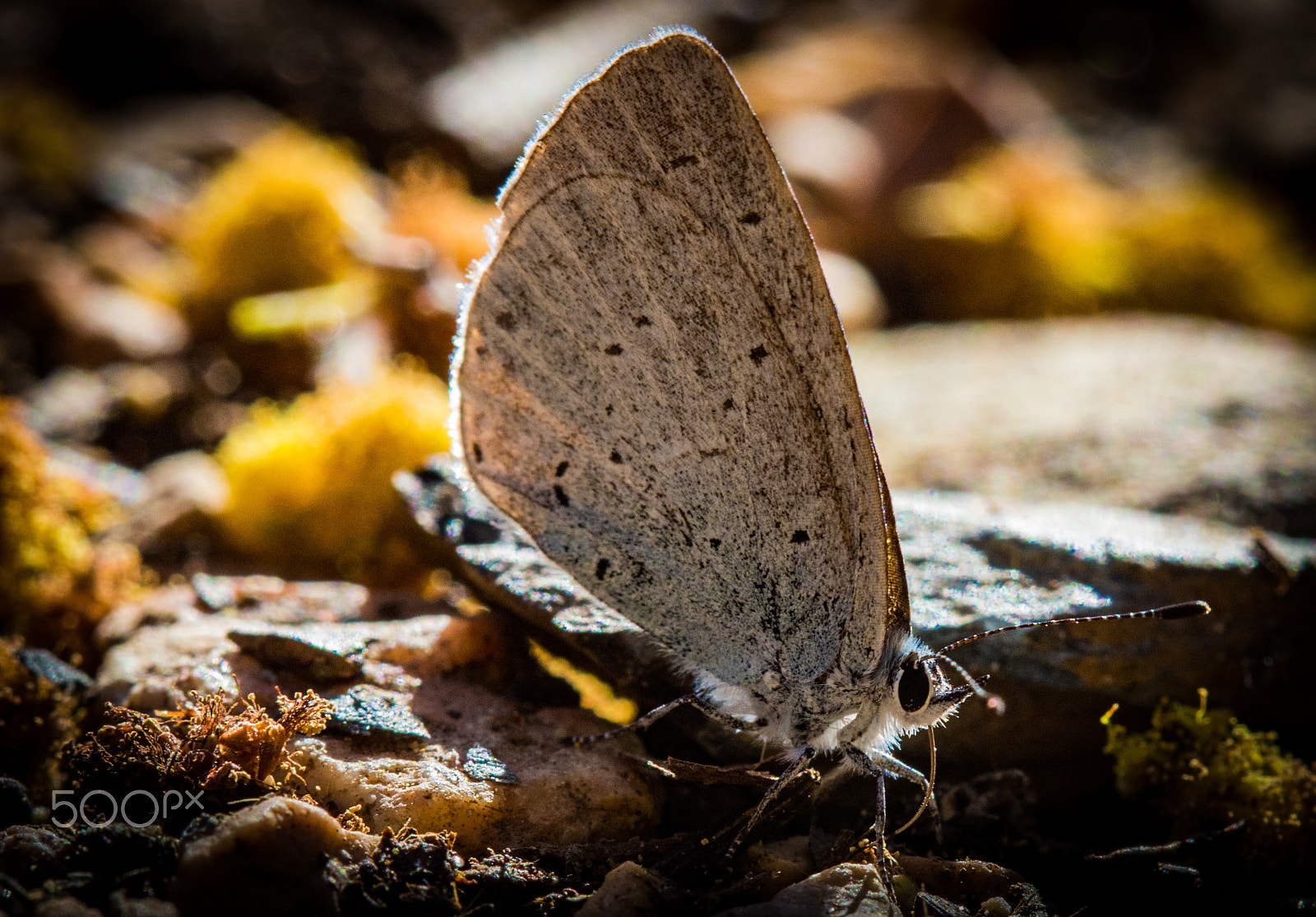 Canon EF 100mm F2.8 Macro USM sample photo. Butterfly photography