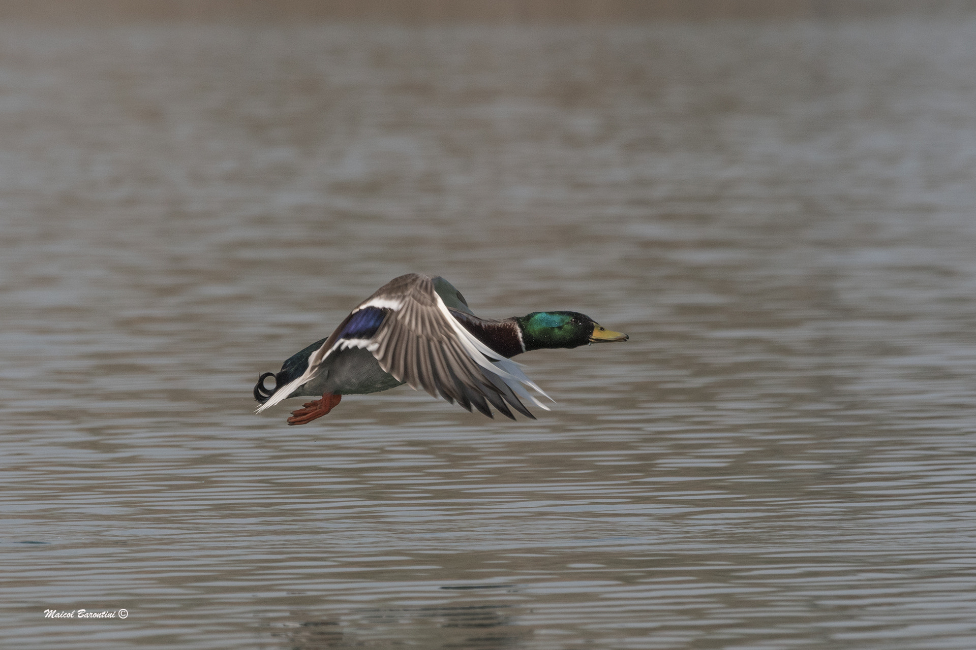Sigma 120-400mm F4.5-5.6 DG OS HSM sample photo. Duck photography