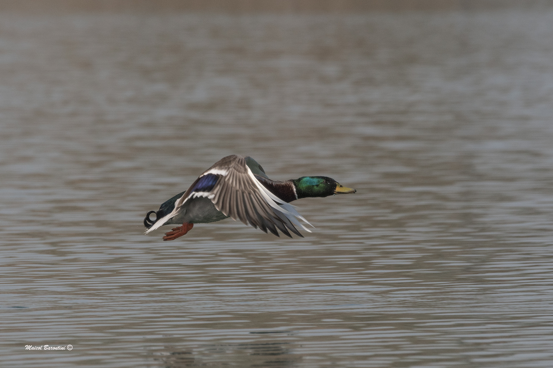 Nikon D500 sample photo. Duck photography