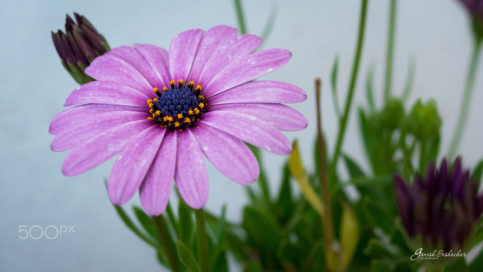 Nikon D7100 sample photo. Purple daisy photography