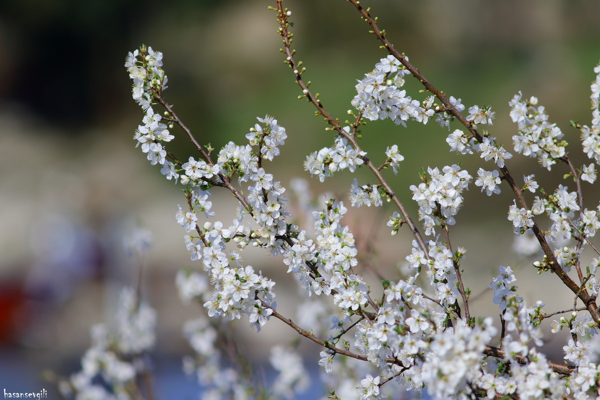Canon EF 400mm F5.6L USM sample photo. Spring photography
