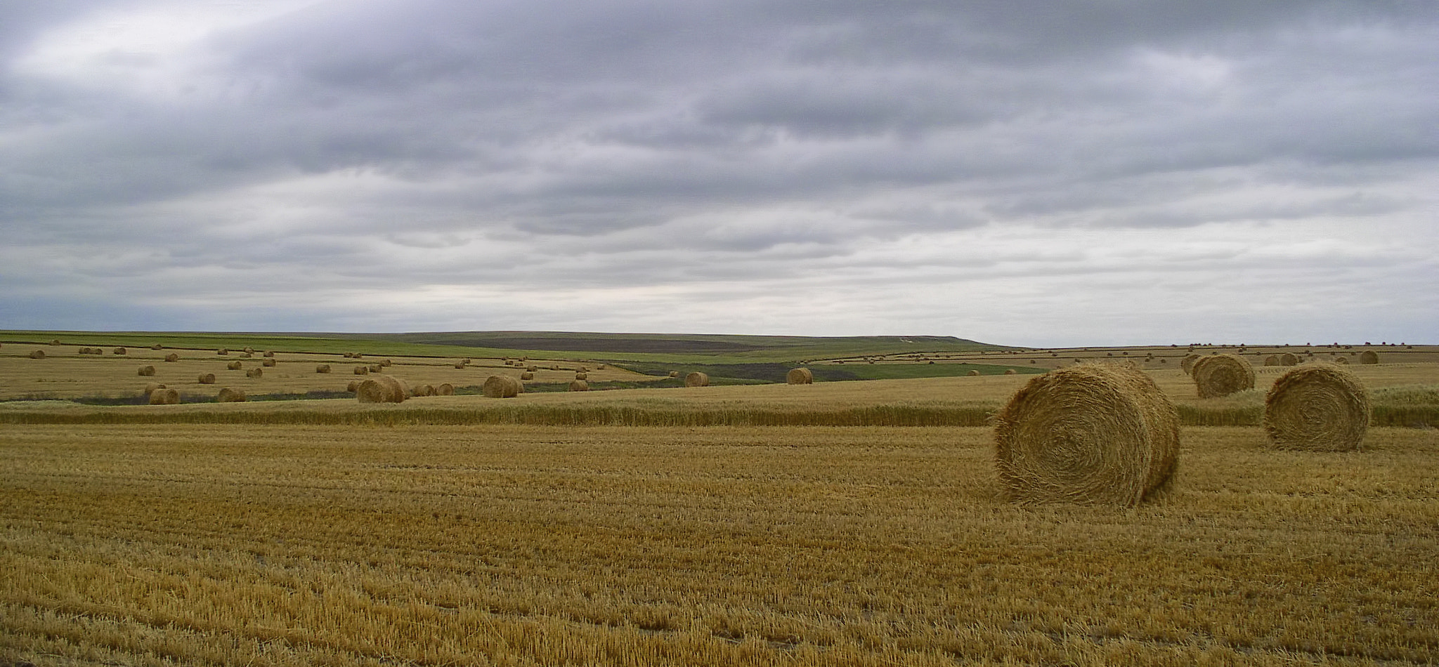 Olympus C4100Z,C4000Z sample photo. Rolling in the hay photography