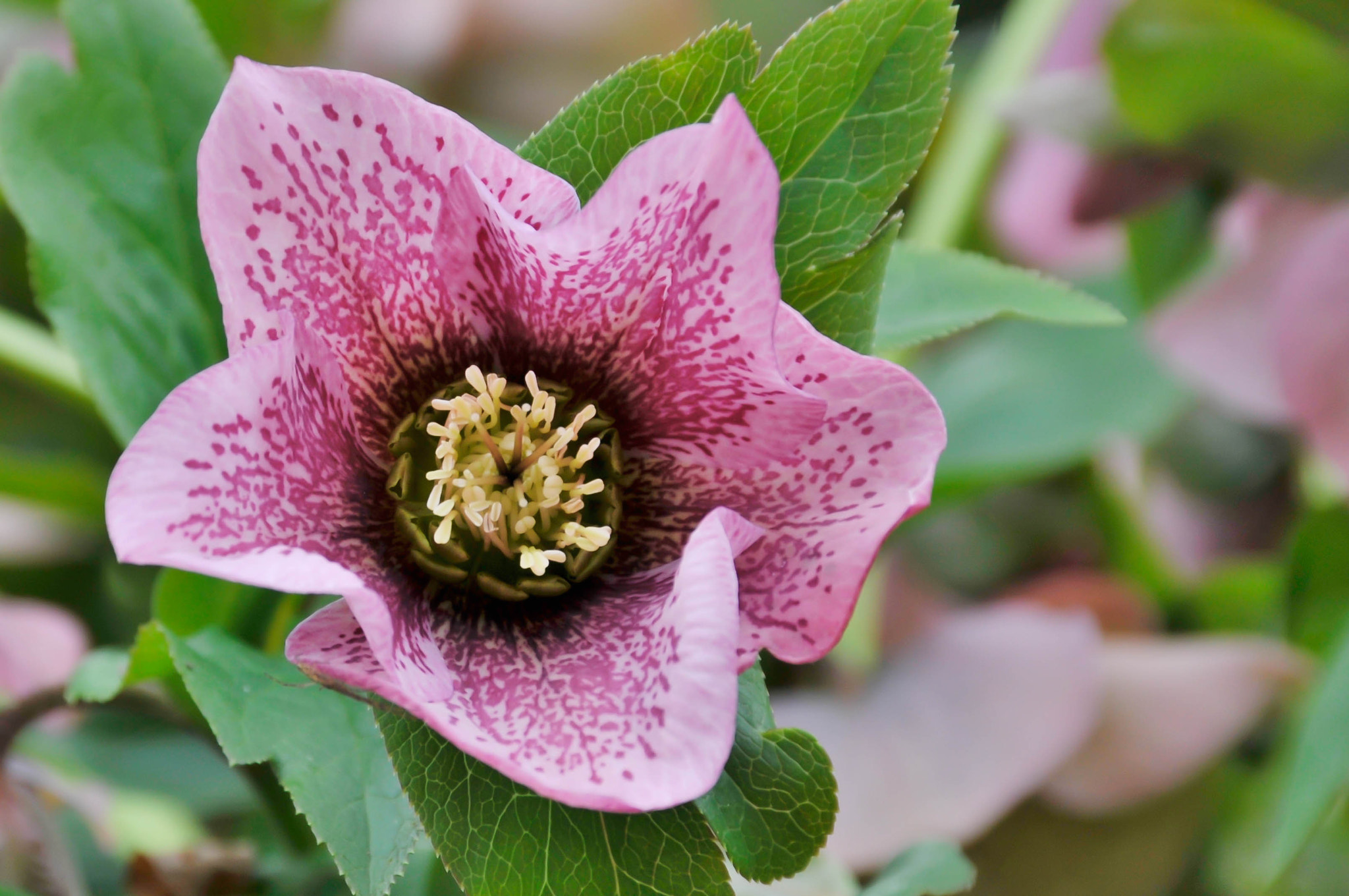 Nikon D300 sample photo. Rose de noel photography