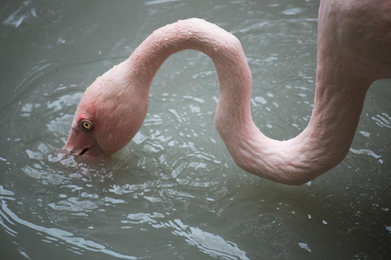 Canon EOS 70D + Canon EF-S 55-250mm F4-5.6 IS STM sample photo. Flamingo's neck photography