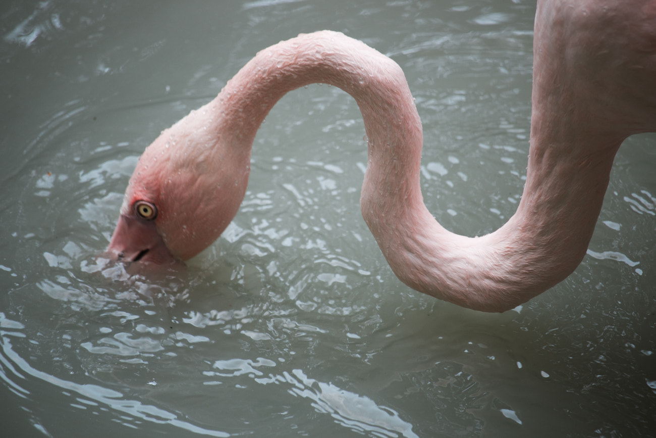 Canon EF-S 55-250mm F4-5.6 IS STM sample photo. Flamingo's neck photography