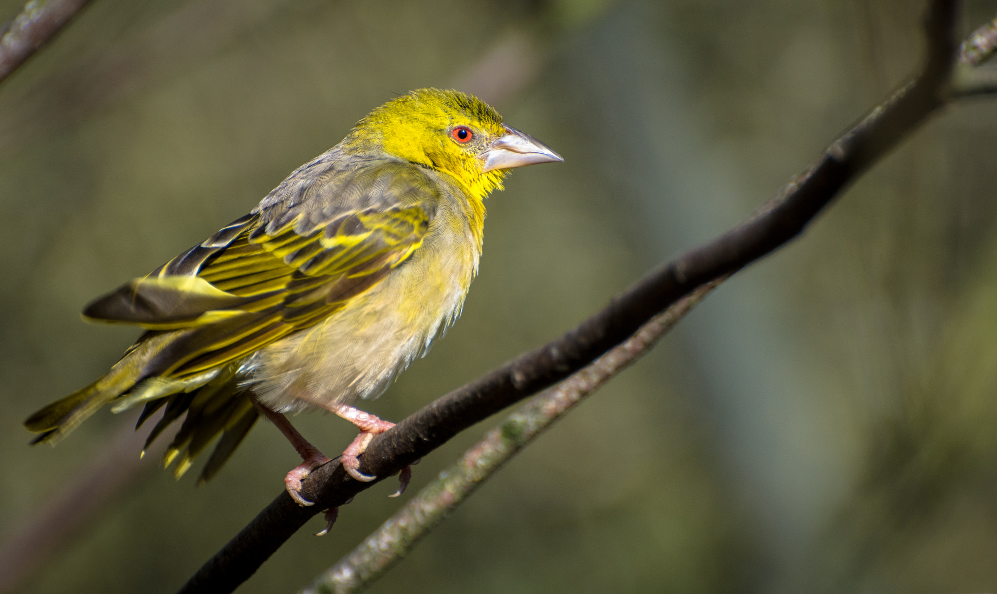 Nikon D7200 sample photo. Yellow perched bird photography