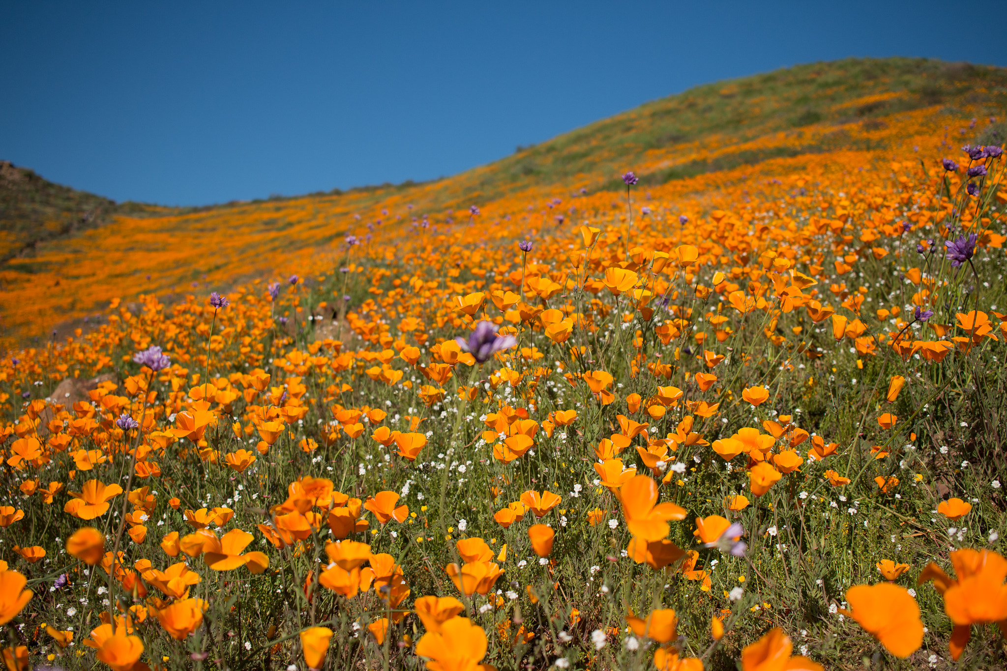 Canon EF-S 24mm F2.8 STM sample photo. A sea of golden poppies photography