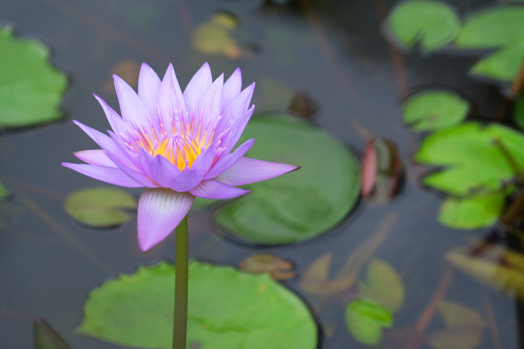 Fujifilm X-T10 + Fujifilm XF 18-135mm F3.5-5.6 R LM OIS WR sample photo. Flower i photography