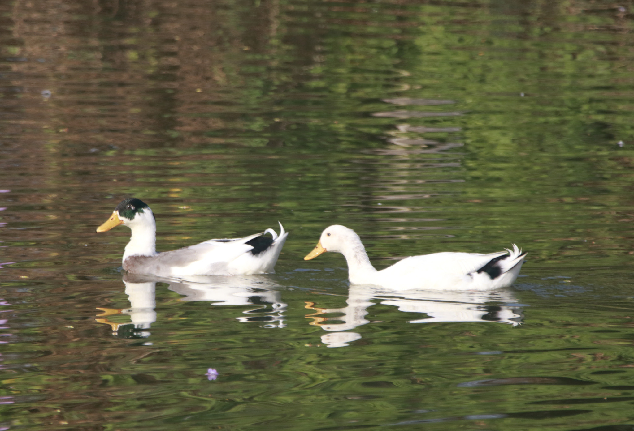 Sigma 150-600mm F5-6.3 DG OS HSM | C sample photo. Beautiful duck couple! photography