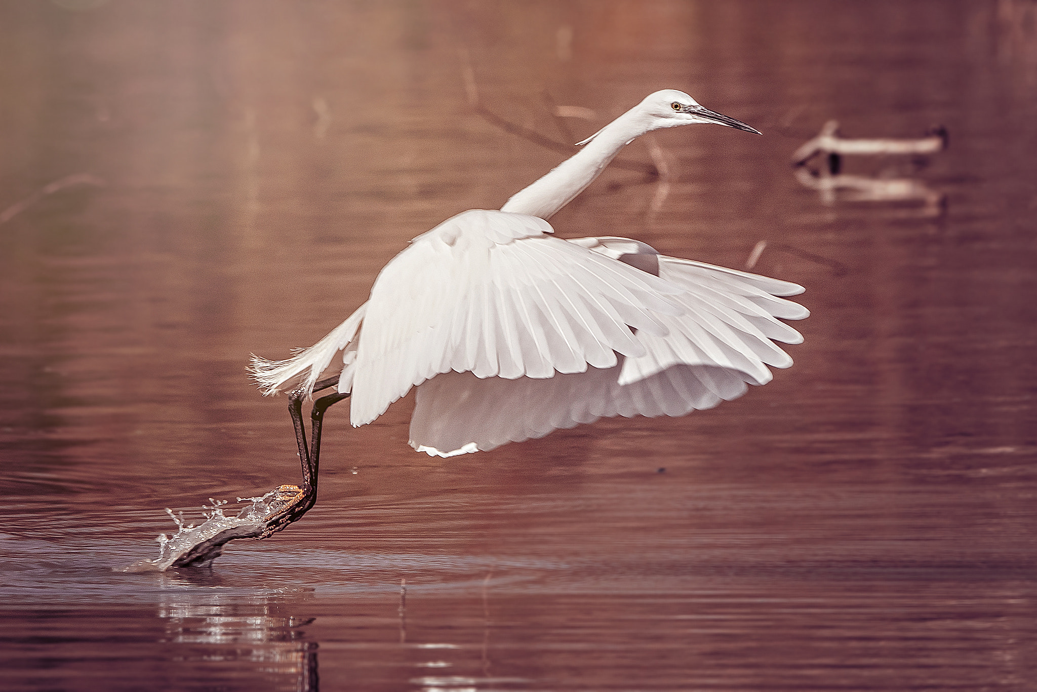 Sony 70-400mm F4-5.6 G SSM II sample photo. Egret photography