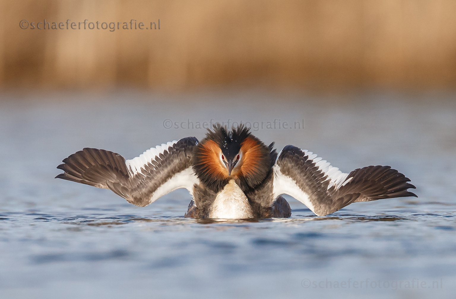Canon EOS-1D X + Canon EF 500mm F4L IS USM sample photo. Admiral sailing of the crested grebe photography