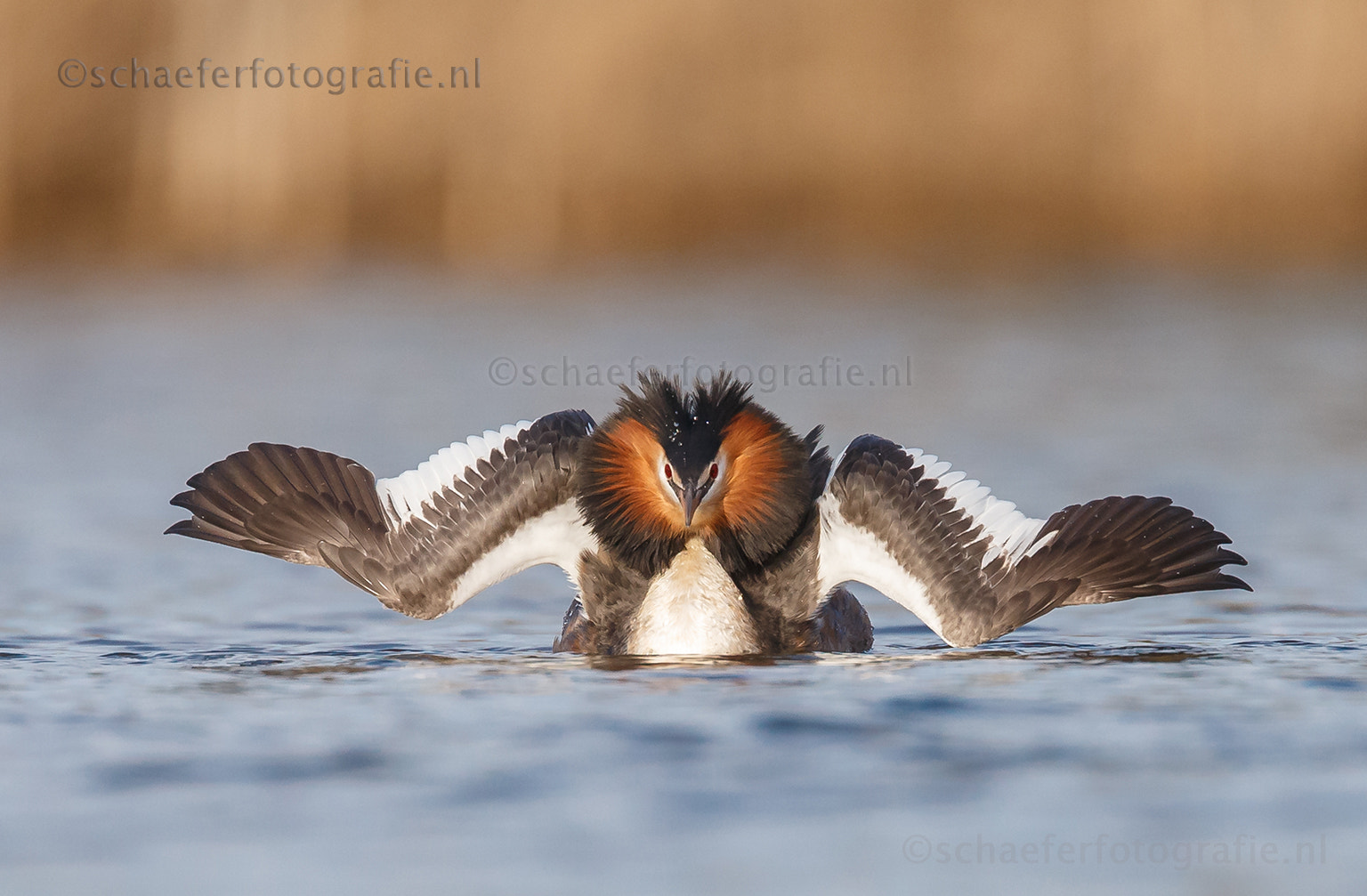 Canon EF 500mm F4L IS USM sample photo. Admiral sailing of the crested grebe photography