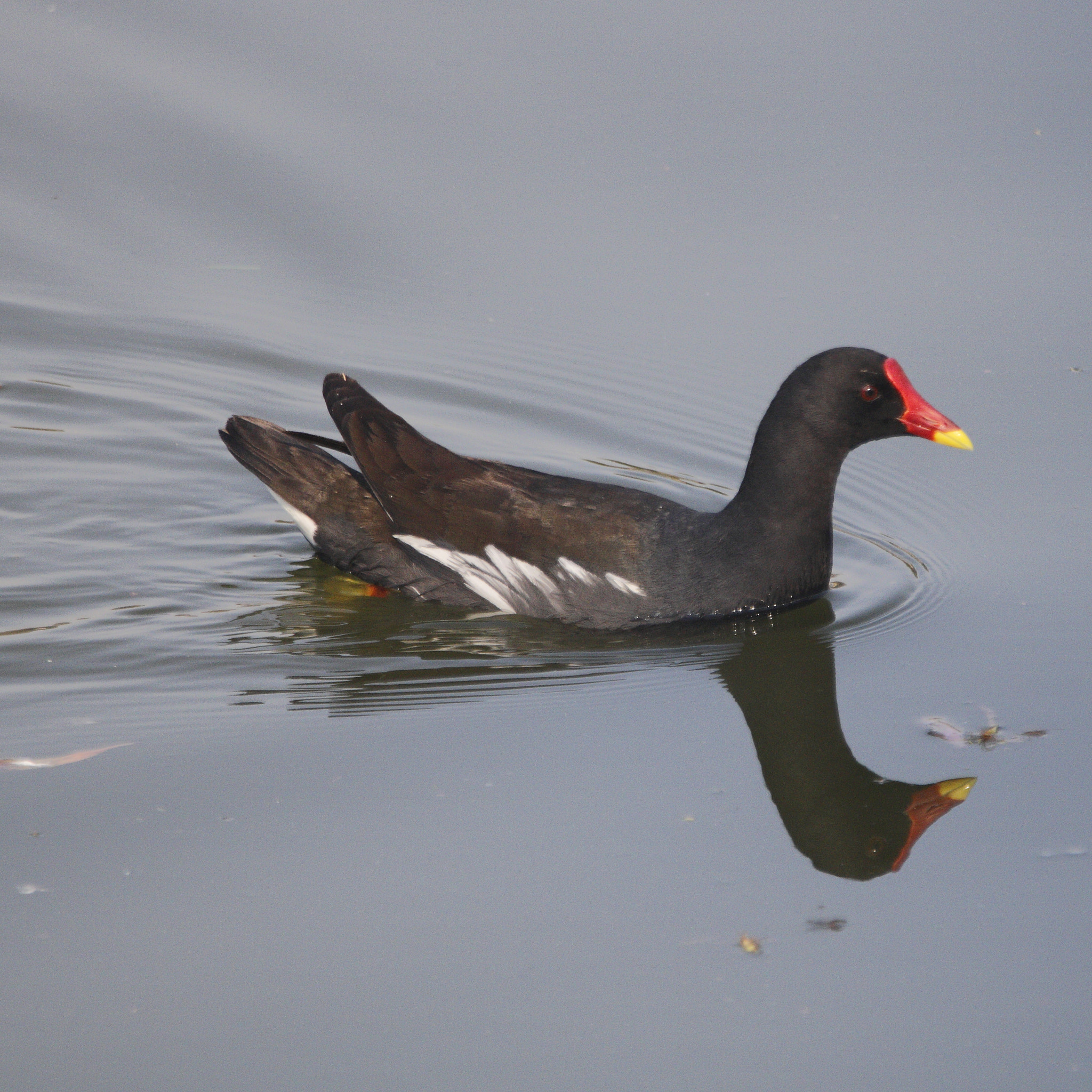 Sigma 150-600mm F5-6.3 DG OS HSM | C sample photo. Black duck! photography