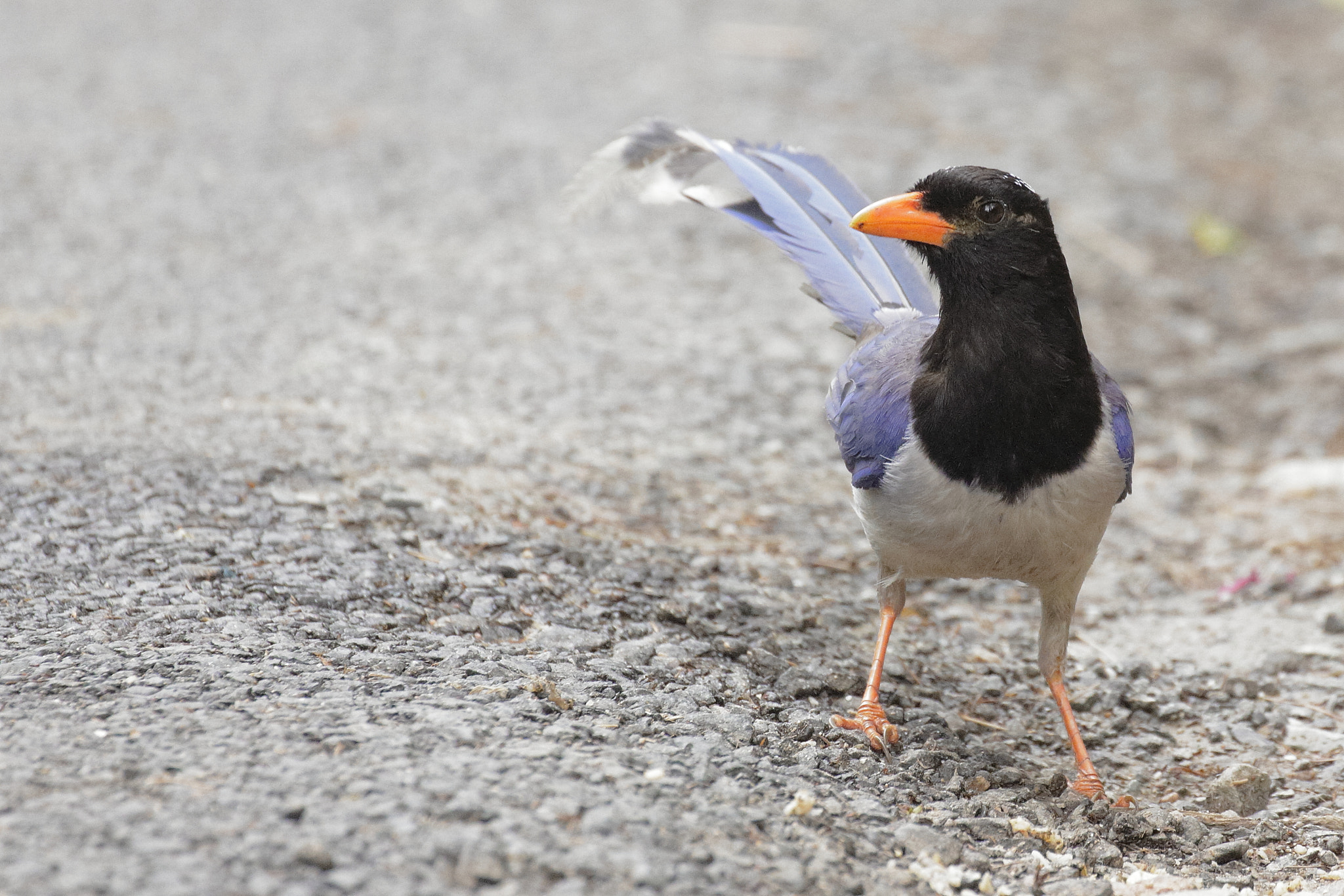 Canon EOS 550D (EOS Rebel T2i / EOS Kiss X4) sample photo. Red billed blue magpie photography
