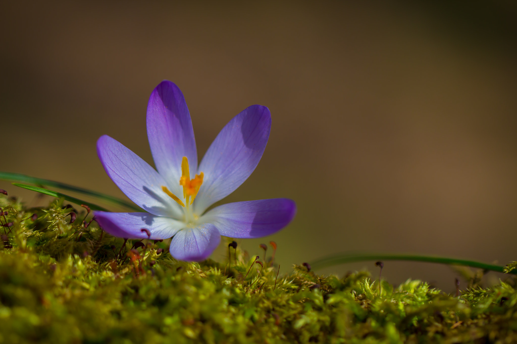 Canon EF 100mm F2.8L Macro IS USM sample photo. Crocus photography