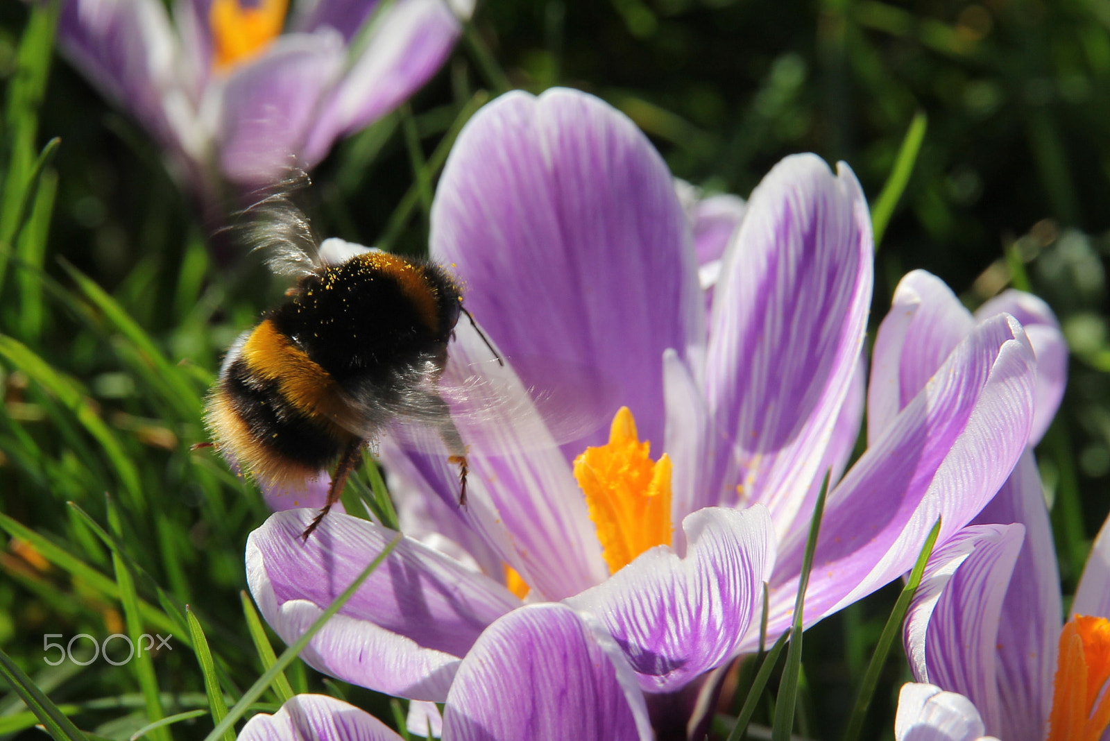 Canon EOS 60D sample photo. Bumblebee coming into land photography