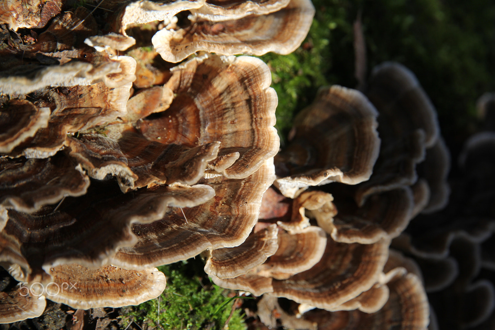 Canon EOS 60D sample photo. Many-zoned polypore fungus photography