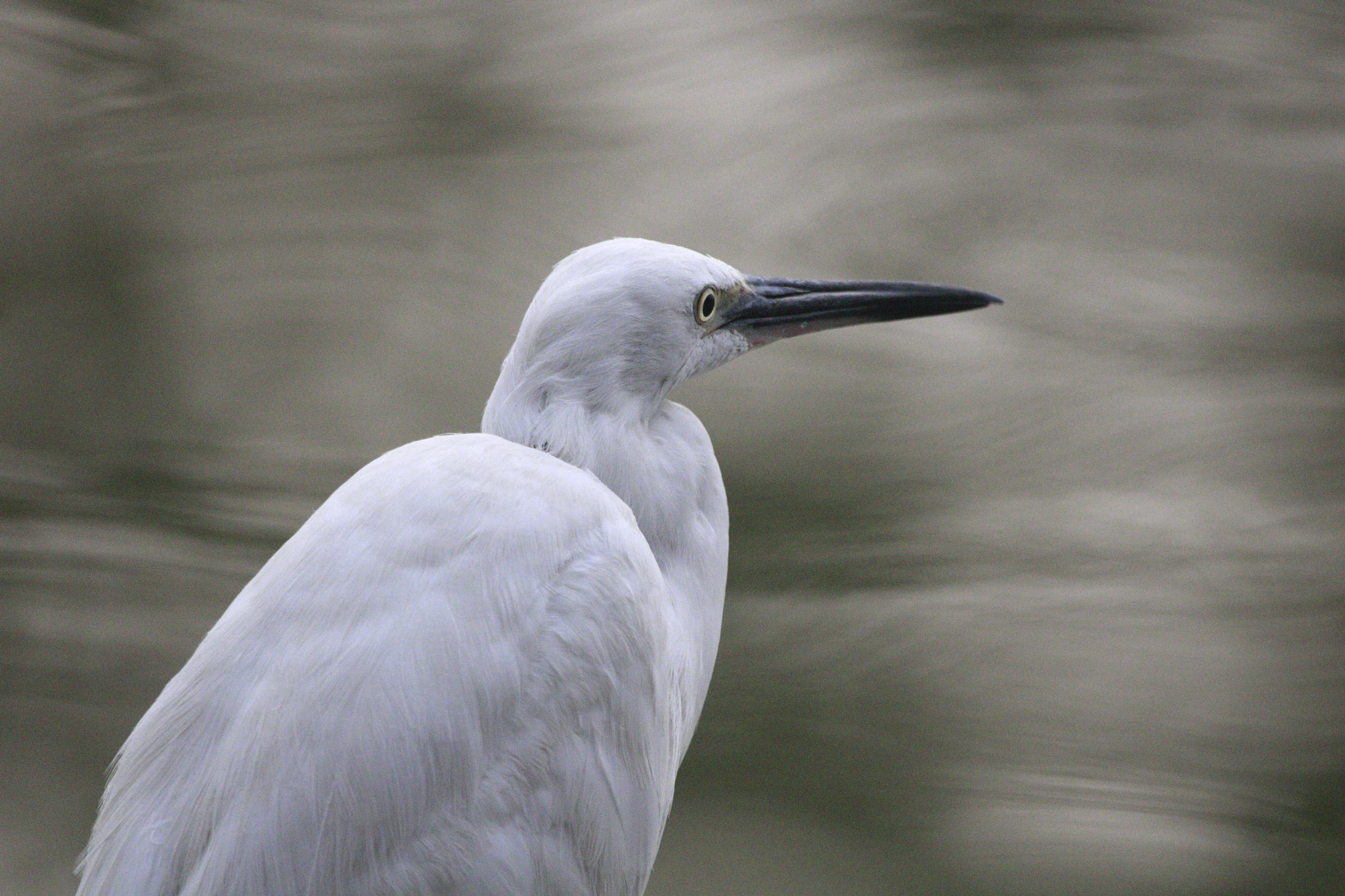 Sigma 150-600mm F5-6.3 DG OS HSM | C sample photo. A gull! photography