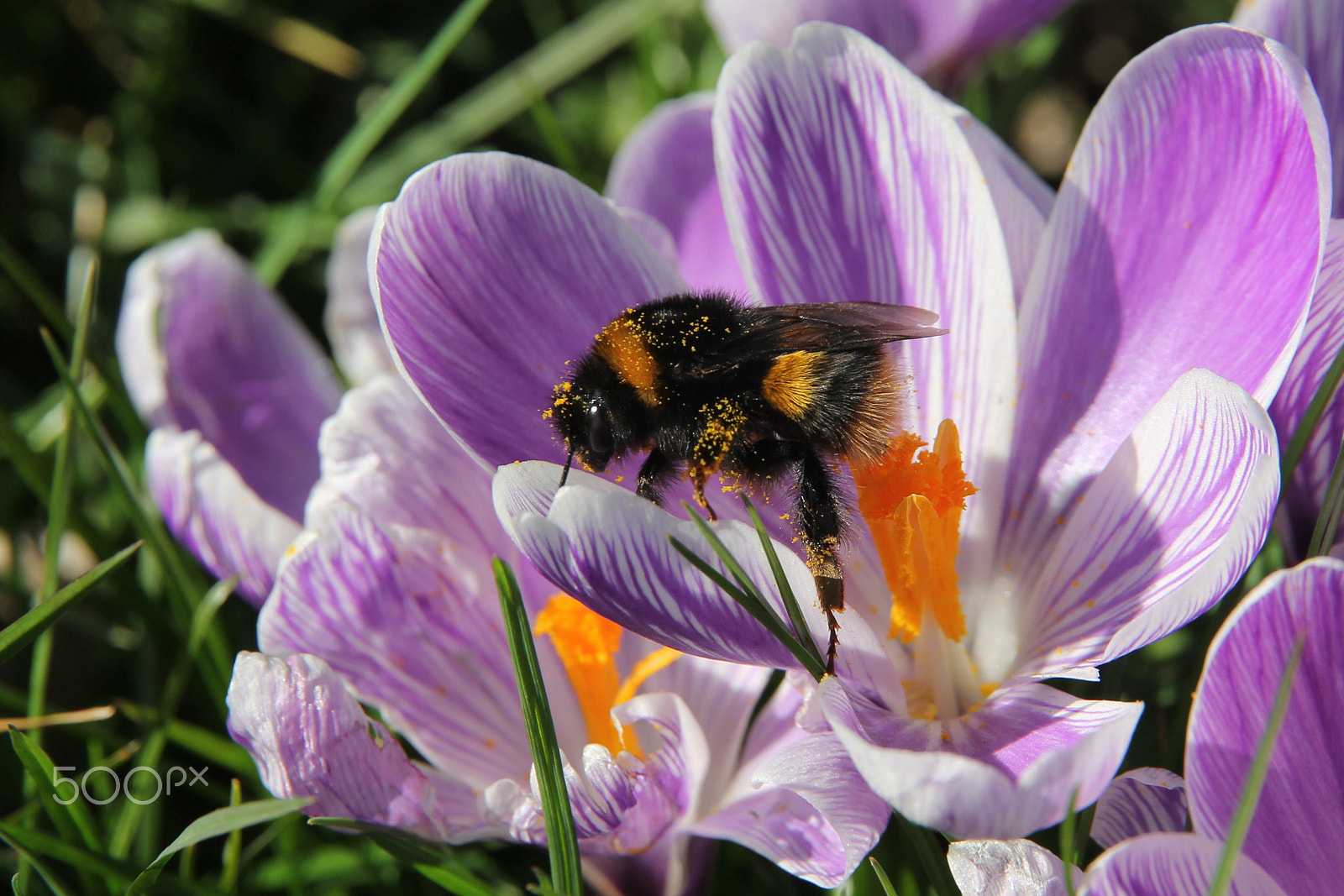 Canon EOS 60D sample photo. Bumblebee on the hunt for pollen photography