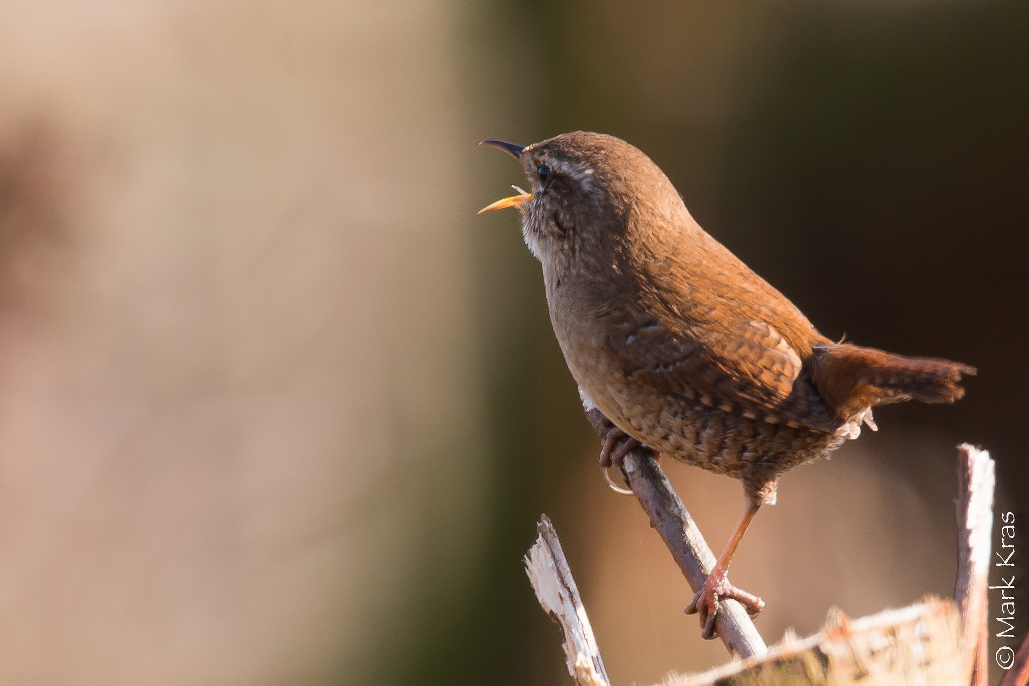 150-600mm F5-6.3 DG OS HSM | Sports 014 sample photo. Wren announcing spring photography