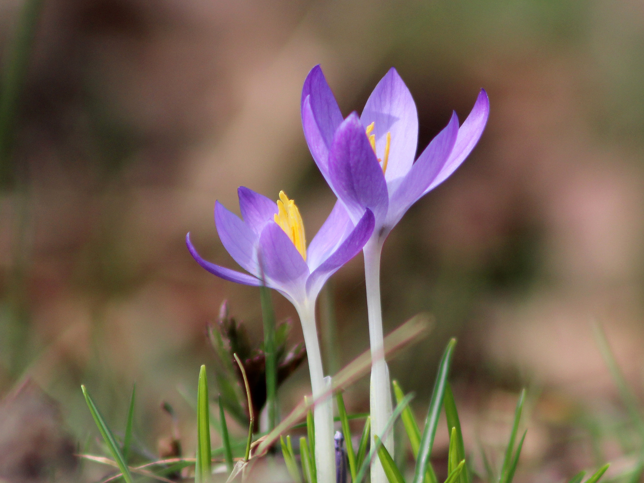 Canon EOS 600D (Rebel EOS T3i / EOS Kiss X5) + EF75-300mm f/4-5.6 sample photo. Flower photography