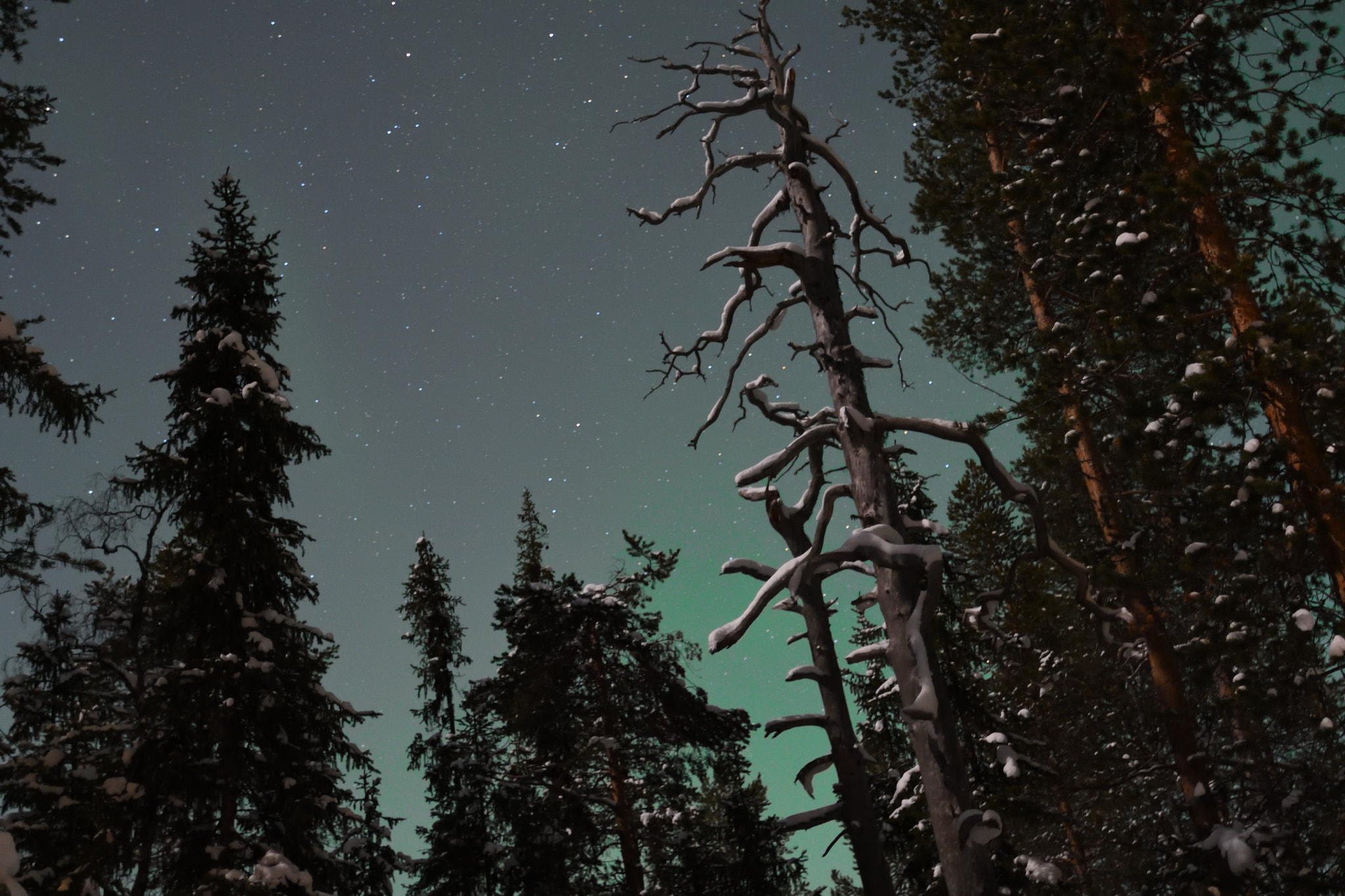 Nikon D500 + Tamron SP 15-30mm F2.8 Di VC USD sample photo. Artic forest in moon light photography