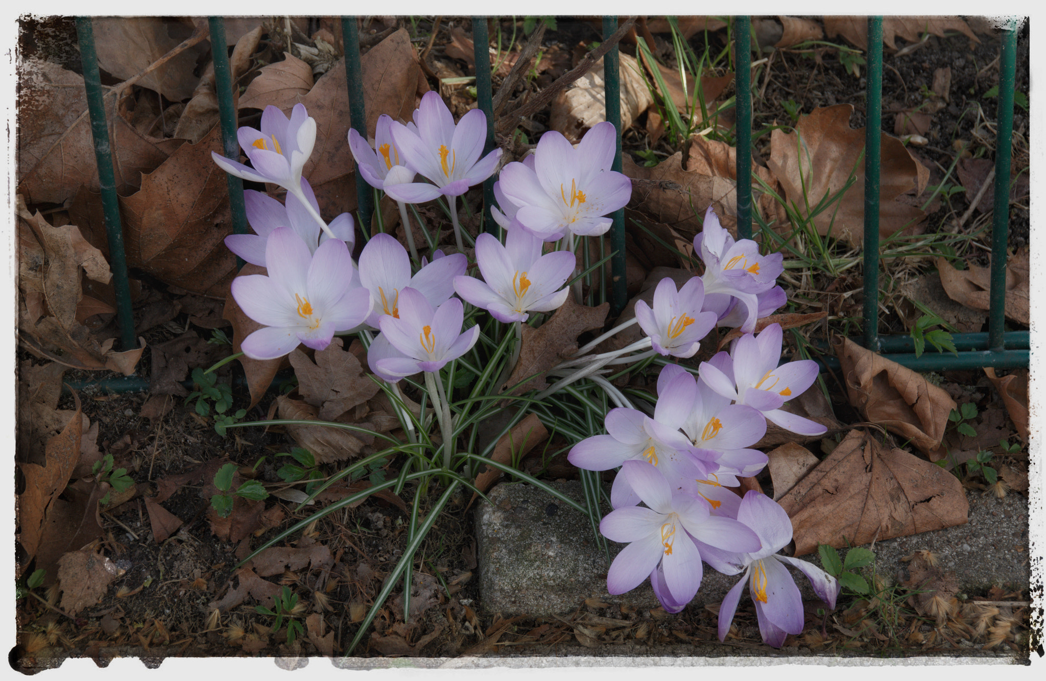 Sigma 18-250mm F3.5-6.3 DC OS HSM sample photo. Spring's breakthrough! photography